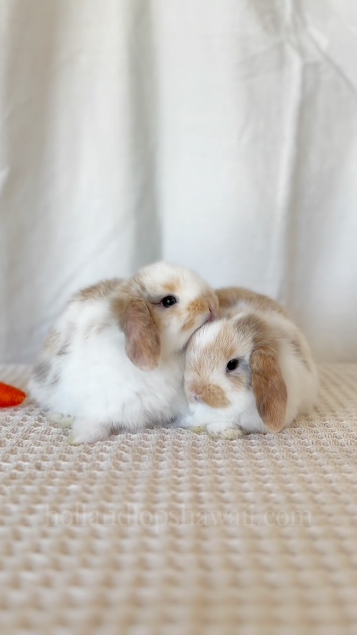 Charlotte and Charlie Brown — our two Chocolate Tri Holland Lop twins from Wolfe x Bambi🤎🤍
Available to RESERVE this Saturday, June 20th at 3pm HST. Visit our website for more information.
#hollandlop #hawaii #oahu #luckywelivehawaii #hollandlopbreeder
