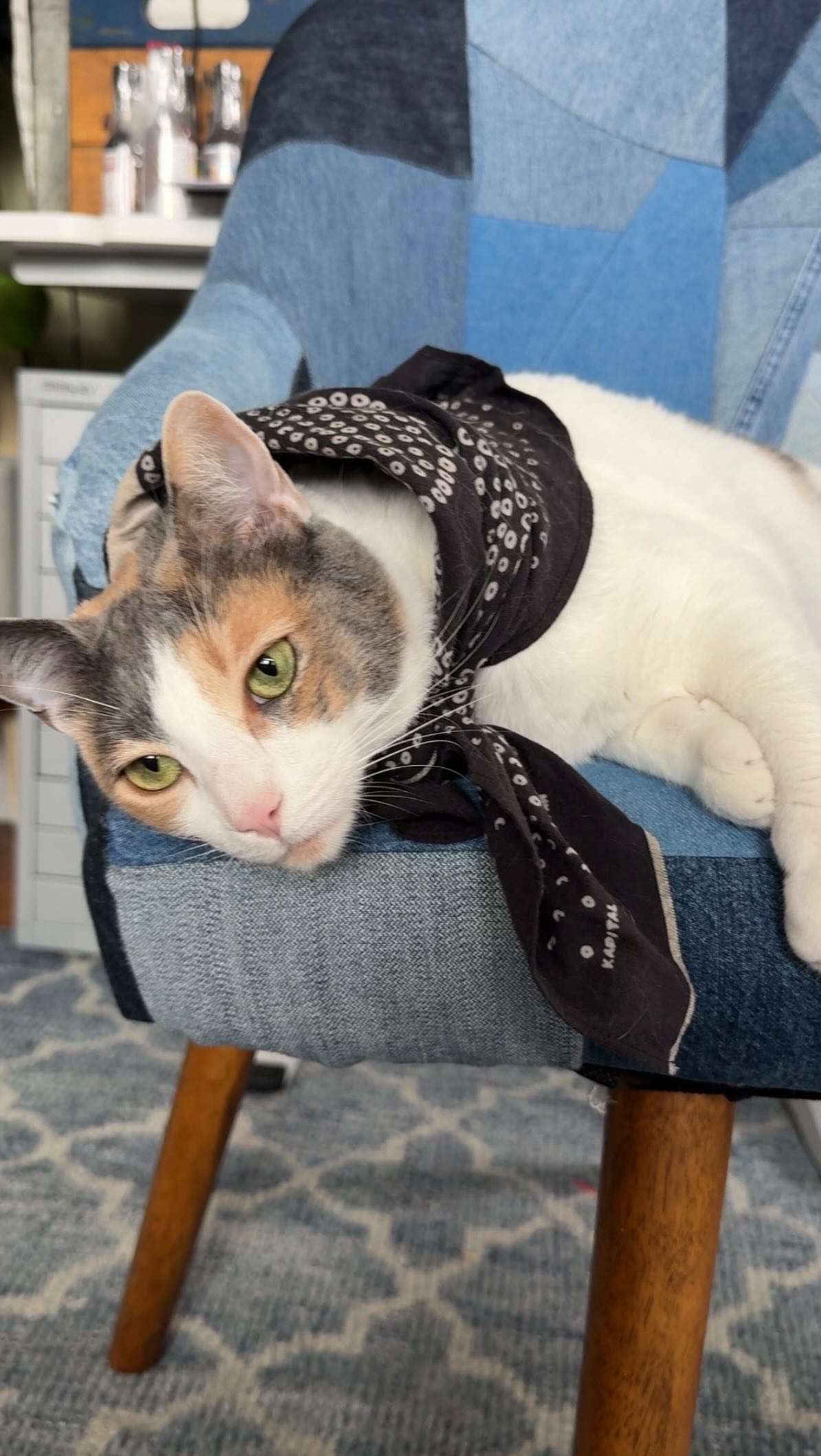 Is this now a cat style account? No. But it is today because I’ve recently discovered Penny likes wearing scarves and I’m very excited about it. Akira, our first and forever kitty, was a nudist and wouldn’t even wear a collar. Troy is indifferent.
But Penny genuinely seems to like these. The silk scarf from the 70’s was her favorite (I think I thrifted it but I can’t remember). The St. John necklace was my grandmas. And the @kapitalglobal scarf is mine, I got it on a Tokyo trip 8 or 9 years ago and it actually has an embroidered cat on it.
This video is brought to by the letter B (as in mild burnout after finishing my new class) and the number existential crisis.
Sometimes I have an existential crisis that goes: what am I doing on the internet?? I don’t want anyone to follow me! I’m so tired of looking at my own face. Why am I doing this?? Maybe I should just delete IG and move to an island. But then how would I advocate for textile reuse and repair? Ok, I’m staying on the internet, but I’m going to post a very silly cat video that no one will watch. Wonderful idea.