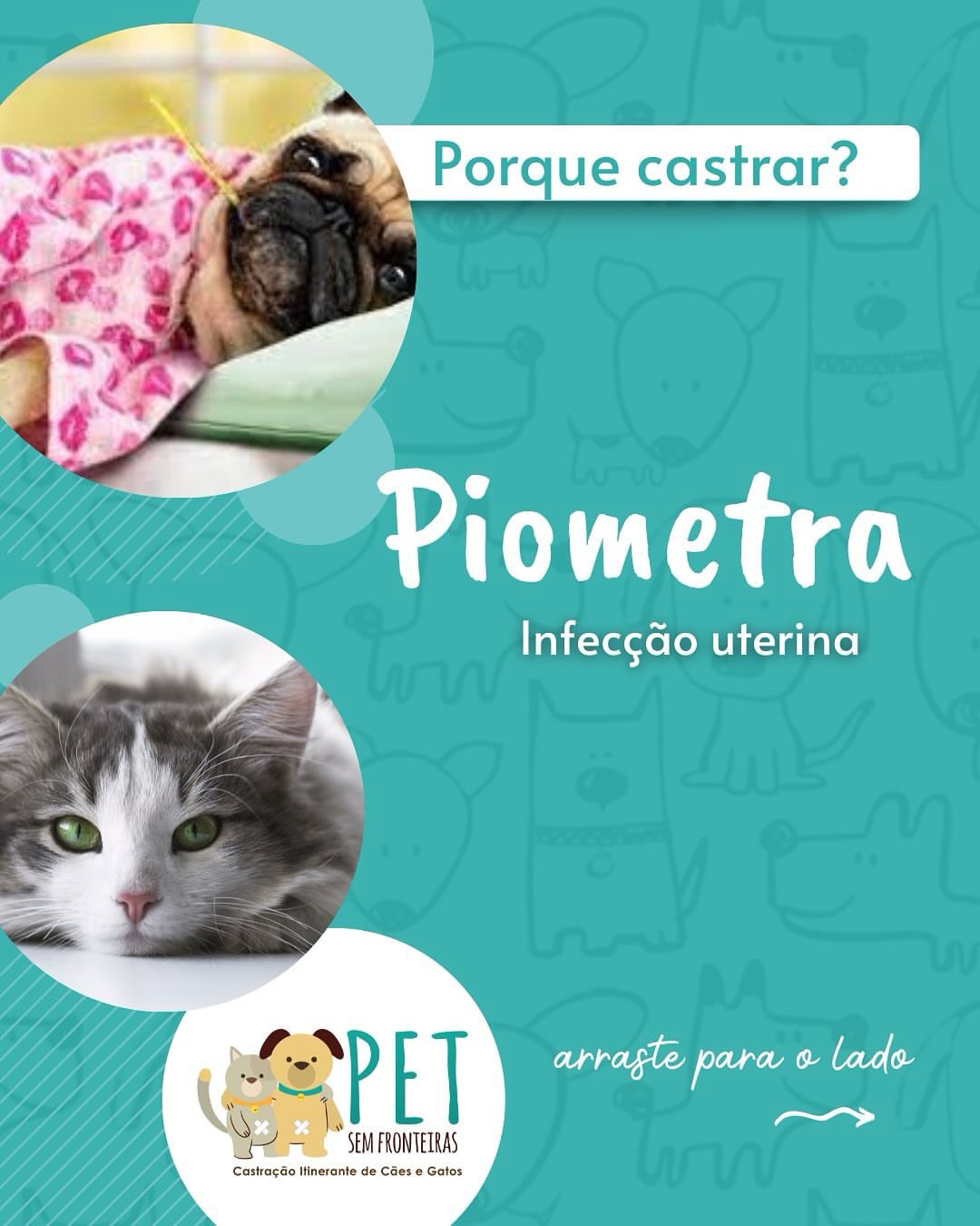 Você já ouviu falar em Piometra?⠀
⠀
Nos mutirões recebemos muitos casos desta grave infecção uterina, a grande maioria os tutores não percebem e provavelmente só iriam perceber em um estágio muito avançado...⠀
⠀
Em 2024 castramos mais de 400 fêmeas com esta patologia, a maioria delas haviam recebido anticoncepcional injetável e o tutor não sabia que estavam doentes...⠀
⠀
Castrar é um ato de amor e cuidado!⠀
⠀
#castração #petsemfronteiras #castramovel #minasgerais #castraçãominimamenteinvasiva medicinaveterinaria
