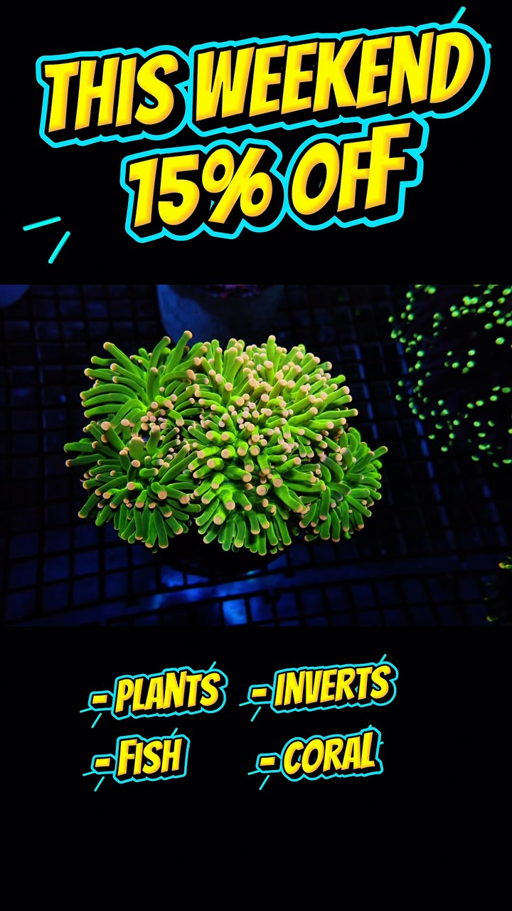 🎉 Father’s Day Weekend Sale! 🎉
15% OFF ALL LIVESTOCK this Saturday & Sunday!
🐠 Fish
🌿 Plants
🪸 Coral
🦐 Inverts
Stop by this weekend and save on your next aquarium addition!
Saturday 10–6 • Sunday 12–5
https://www.undertheseanc.com/retail-store #reeftank #aquariumhobby #plantedtank #fishtank #charlottenc