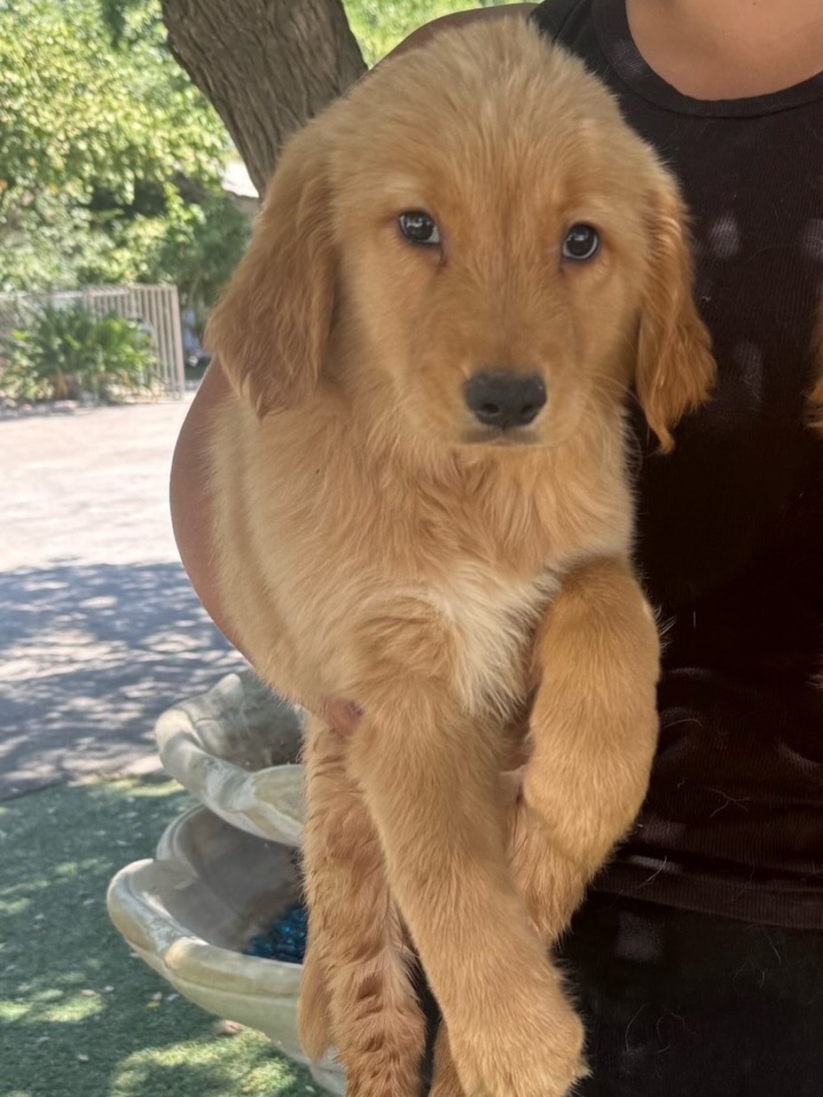 This is Cody. He is a beautiful Golden Retriever. His DOB is 4/9/26. He came in with his brothers. They are all friendly boys.