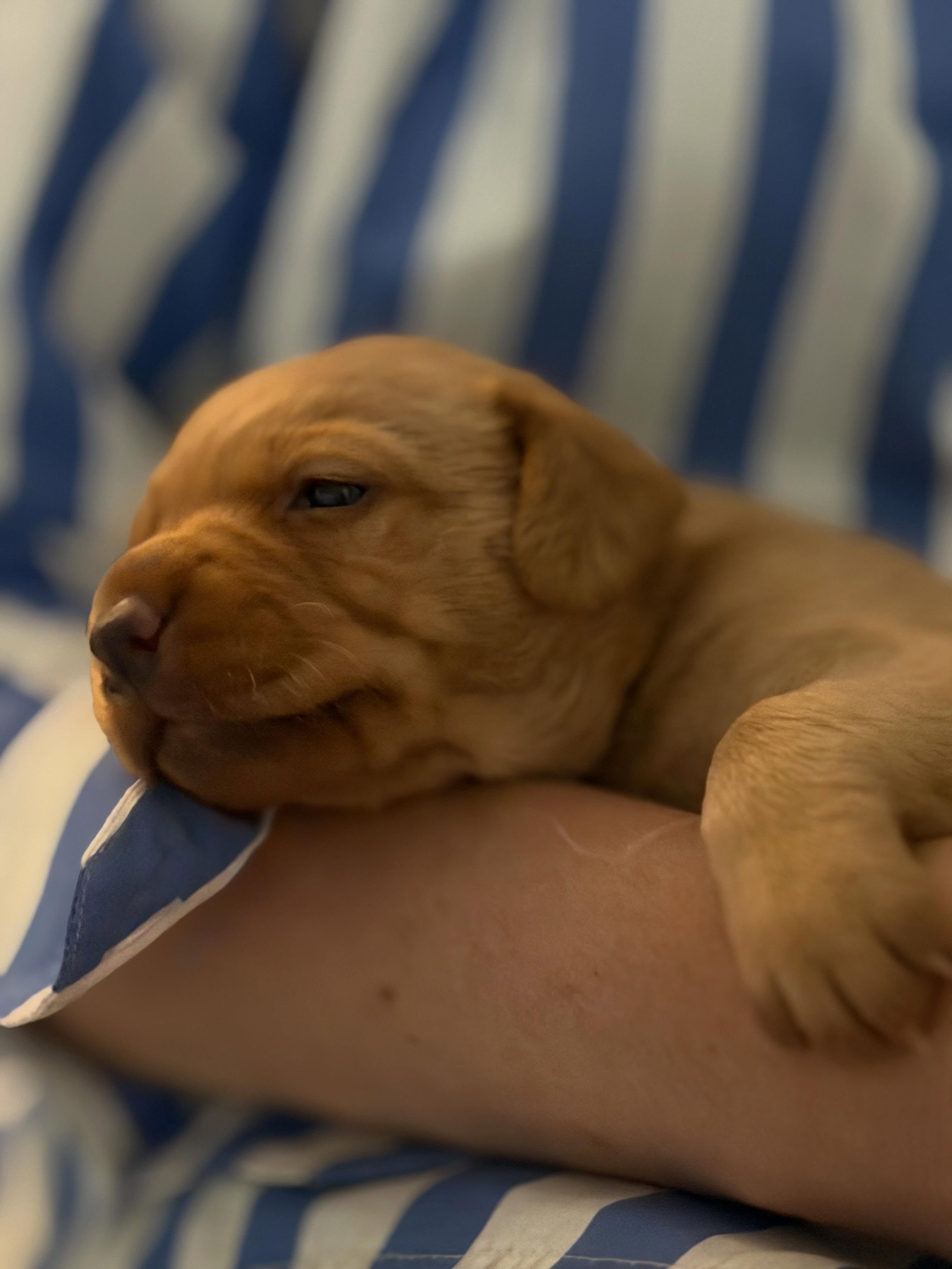 Valpspam.
Snart tre veckor och idag fick de börja smaka annan mat. Kan säga att det var poppis. Igår bytte vi till stora valplådan och nu börjar de bli fart i lådan ❤️
#skkuppfödare #jaktlabrador #labradorretriever #jakthund #brukshund