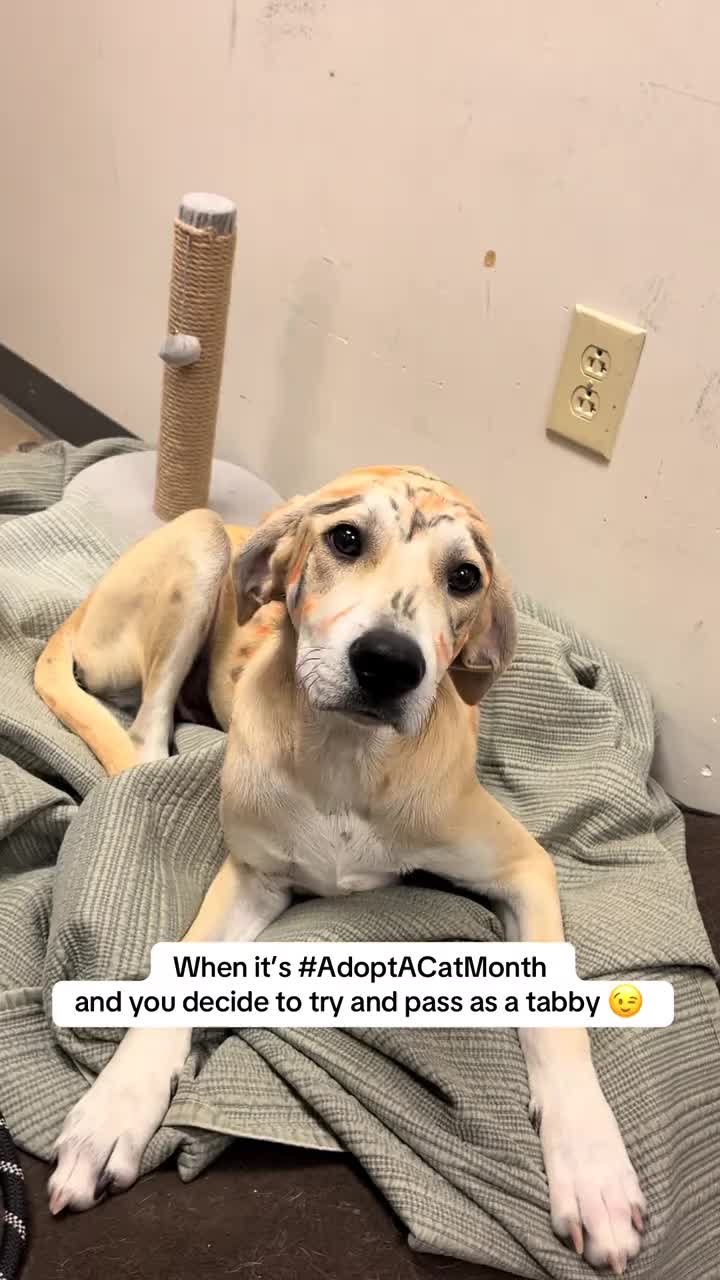 Courage heard about our Adopt A Chonk adoption special for #AdoptACatMonth and decided he’d try to improve his chances by becoming a cat 😹
Whether you’re looking for a cat chonk, doggo chonk, baby chonk or extra-chonky chonk, we’ve got plenty of loveable pets ready to find their forever homes!
📧 Interest in adopting? Email: adopt@dfwhumane.com
📍4140 Valley View Ln, Irving TX 75038
🕐Hours: Tues-Fri 11am-6pm || Sat 10am-5pm
