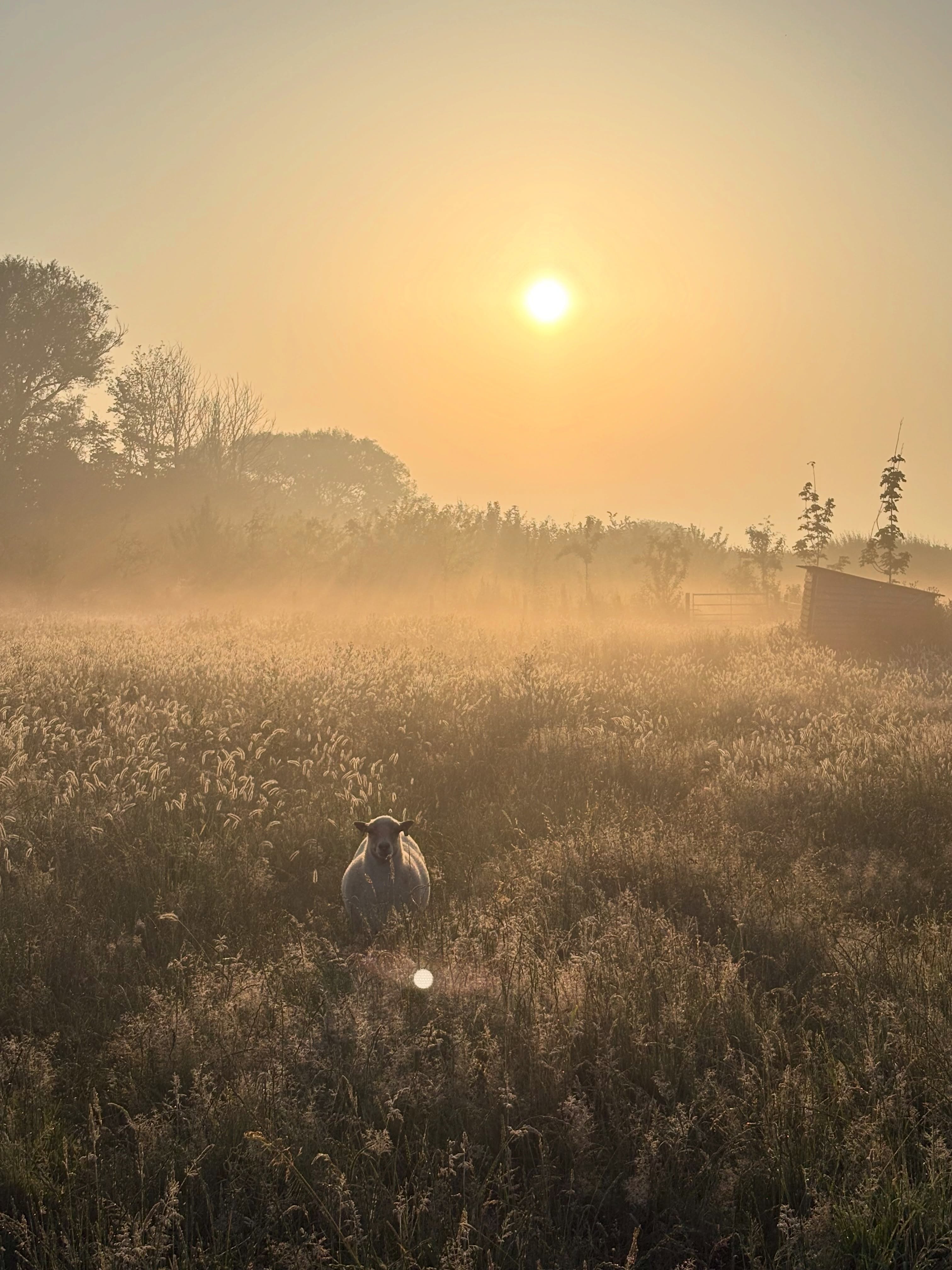 Mornings are starting earlier to combat the heat this week - cutting at dawn, watering at dusk - priorities are keeping plants alive, animals comfortable and everyone hydrated! Hope you are all managing to stay cool! 😎
#flowerfarm #somersetflowerfarm #sustainableflowers #locallygrown #somersetlife