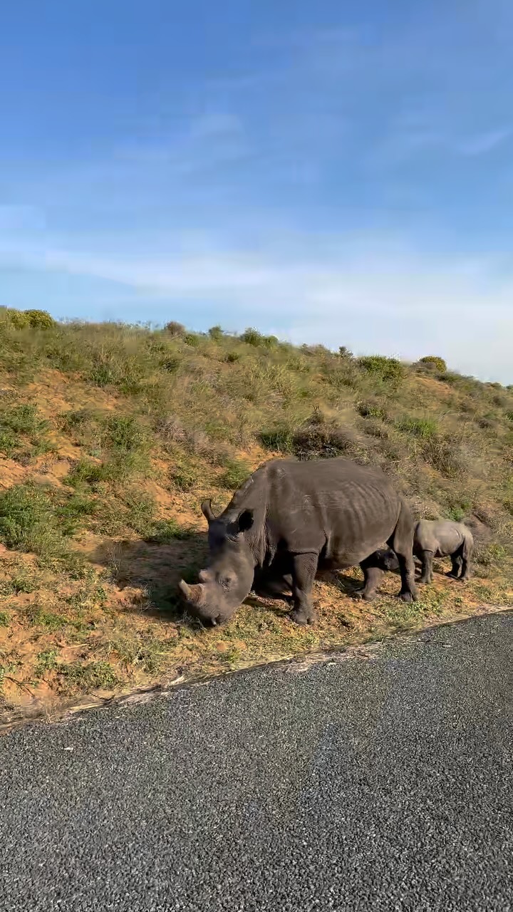 “Zuid-Afrika? Niks voor mij.”
Dat horen we vaker dan je denkt.
Tot mensen ontdekken hoe veelzijdig Zuid-Afrika is. 🇿🇦
#zuidafrika #droomreis #safari #kaapstad #reizenmetkinderen