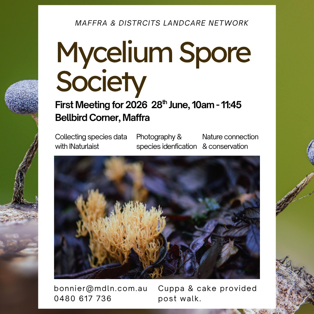 The recent rain has made the fungi pop.
Join the spore society interest group this Sunday to seek and snap local fungi species.
Help build a local species data base.
Get in contact today to join.