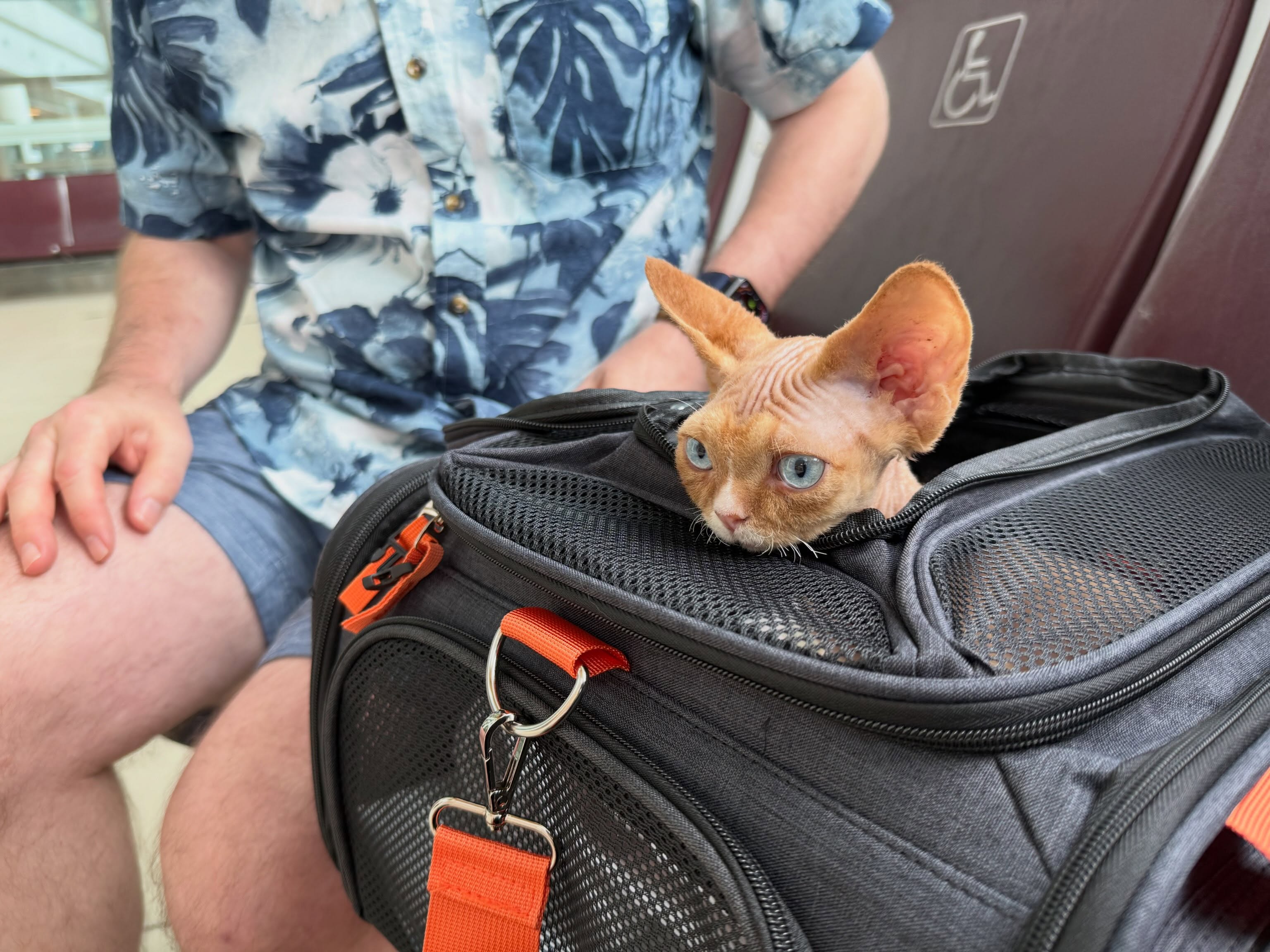 Finale and Solo left today for their new homes âď¸ across the country. No cargo for any of our kittens ever. Travelling with their new parents (or sometimes with me!) is a must for the welfare and safety of the kitten. Safe travels my boys. â¤ď¸ always #devonrexkitten #devonsofinstagram #devonrexfans #devonrexcanada