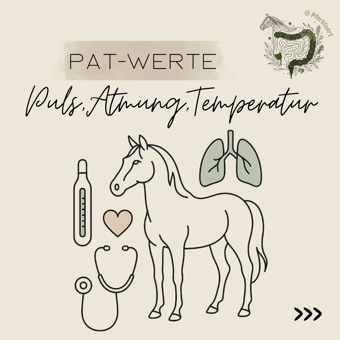 Viele Pferdebesitzer/innen wissen, dass man im Notfall Puls, Atmung und Temperatur messen sollte. Aber wann hast du die Werte bei deinem gesunden Pferd zuletzt kontrolliert?
Puls, Atemfrequenz und Körpertemperatur gehören zu den wichtigsten Gesundheitsparametern deines Pferdes. Sie können oft schon sehr früh Hinweise darauf geben, dass etwas nicht stimmt – noch bevor deutliche Krankheitssymptome sichtbar werden.
Besonders wichtig sind die Werte bei:
🐴 Kolikverdacht
🐴 Fieber oder Infektionen
🐴 Verletzungen
🐴 Atemwegserkrankungen
🐴 starker Belastung oder Training
🐴 Transporten
🐴 Hitzestress im Sommer
☀️ Gerade bei den aktuell hohen Temperaturen lohnt es sich, die PAT-Werte regelmäßig im Blick zu behalten.
Wenn Pferde überhitzen oder Schwierigkeiten haben, ihre Körpertemperatur zu regulieren, steigen häufig zuerst Atemfrequenz und Puls an. Die Körpertemperatur kann ebenfalls erhöht sein. Solche Veränderungen können wichtige Warnsignale sein, die ernst genommen werden sollten.
💡 Deshalb mein Tipp: Miss die Werte nicht erst dann, wenn dein Pferd krank wirkt.
Lerne die Normalwerte deines eigenen Pferdes kennen, solange es gesund ist. Denn jedes Pferd ist ein Individuum und die eigenen Ausgangswerte helfen dir später deutlich besser bei der Einschätzung von Veränderungen.
In den Bildern findest du:
✔️ normale Referenzwerte
✔️ Schritt-für-Schritt-Anleitungen zum Messen
Denn manchmal können wenige Minuten Messzeit entscheidende Informationen liefern – für dich und für deinen Tierarzt oder deine Tierärztin.
💬 Misst du die PAT-Werte deines Pferdes regelmäßig oder bisher nur im Notfall?
💾 Speichere dir den Beitrag für den Ernstfall.
🔁 Teile ihn mit anderen Pferdebesitzerinnen.
➕ Folge mir für mehr fundiertes Wissen rund um Pferdegesundheit, Haltung und Fütterung.