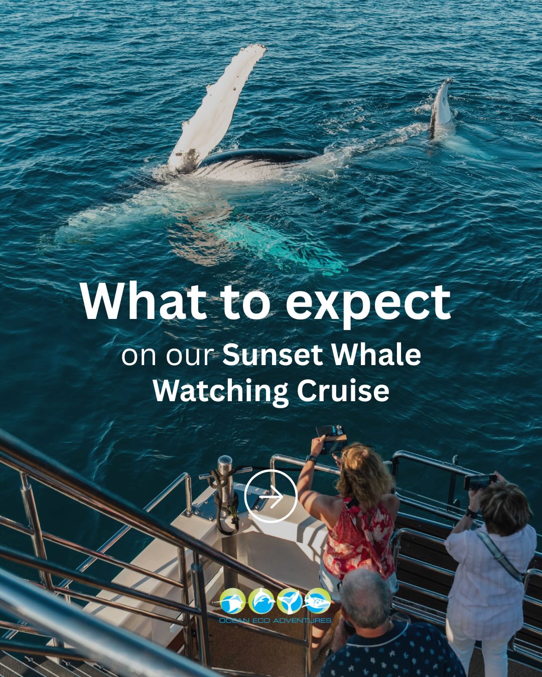 Whale watching season is just around the corner! 🐋
Ever wondered what a typical evening on our Sunset Whale Watching Cruise looks like?
From searching for humpback whales and enjoying gourmet grazing platters, to watching the sunset over Exmouth Gulf, indulging in fresh Exmouth tiger prawns, and receiving complimentary photos of your experience, we’ve broken it all down for you.
Guests can either meet us at Exmouth Boat Harbour or take advantage of our complimentary Exmouth accommodation transfers.
Swipe through to see what awaits this whale season 💙
#WhaleWatching #HumpbackWhales #ExmouthWA #NingalooReef #SunsetCruise
