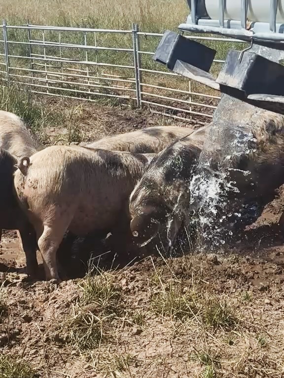 🐽👍Heute offiziell vom Veterinäramt bestätigt: unseren Schweinen geht es gut! Sie haben ihre Art mit der Hitze umzugehen - Matsche und Suhle in der Sonne finden sie ganz offenbar angenehm, aber sie können auch jederzeit in einem der zahlreichen Schattenplätze auf ihrem Gehege verschwinden.
Die Bunten Bentheimer Schweine sind eine robuste, alte Haustierrasse und widerstandsfähig auch bei extremen Witterungen wie starke Kälte bis hin zu höheren Minustemperaturen, als auch bei hohen Sommertemperaturen wie jetzt gerade. Sie passen sich an und haben bei uns alles was sie brauchen.
Grundsätzlich: wer Fragen zu unserer Tierhaltung hat, für den oder die bieten wir gerne Gespräche an. Kontaktiert uns hierfür direkt. Vorne herum ist immer besser als hintenrum 😉.
Vertraut uns und unserem tollen Team verantwortungsvoller Menschen! Wir stehen seit der Gründung unseres Hofes für artgerechte Tierhaltung. Die Einladung steht!
.
#thepigsarealright #buntebentheimerschweine #artgerechtetierhaltung #archebetrieb #hofandenteichen