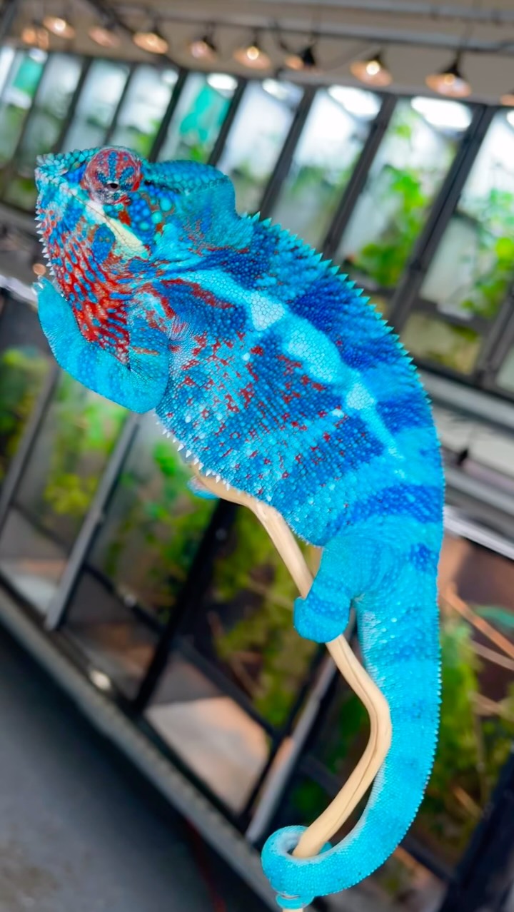 The many shades of Blue Ambanja❄️ #fyp #pantherchameleon #chameleon #reptilesofinstagram #blueambanja