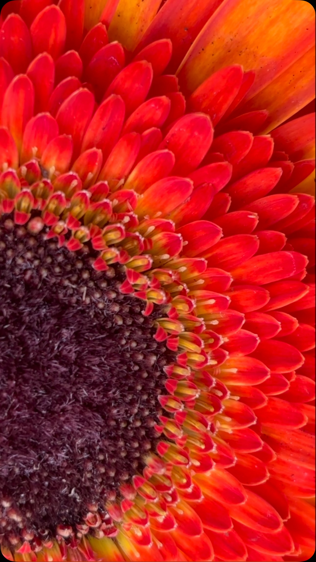 Like an exploding supernova or a collapsing neutron star the vibrant colors of Gerbera jamesonii make me smile.