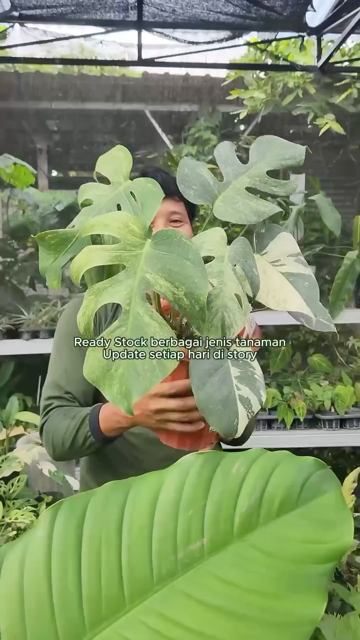 cek story kita yaa, tiap hari bakal ada update tanaman menarik😉
#indotropicalplant #tanamanhias #ornamentalplant #tropicalplants #rareplant #plantcollector
