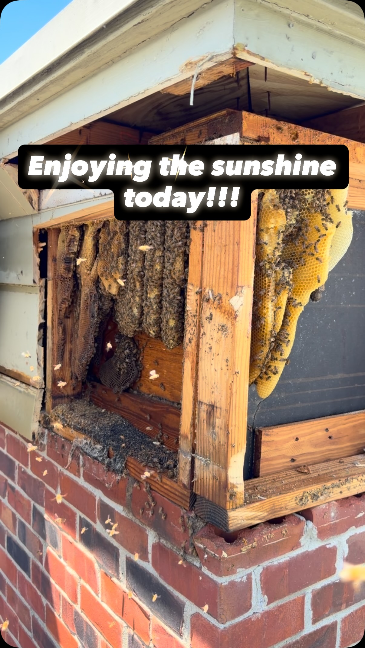 #savethebees🐝 #livebeeremoval #localhoneynashville #tennessee #bees