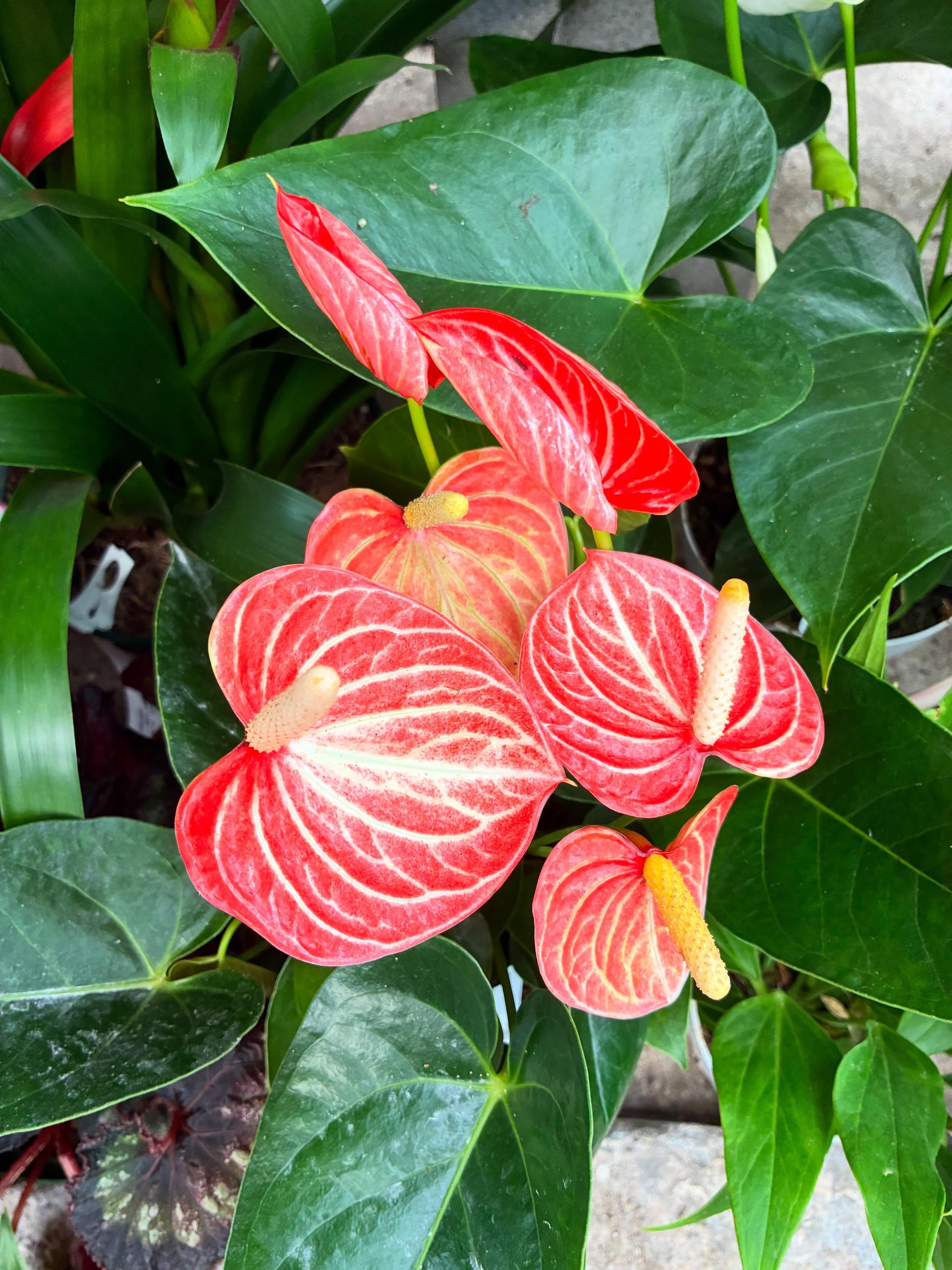 💕 Meet the Anthurium — the houseplant that understood the assignment.
With its glossy green leaves, heart-shaped blooms, and long-lasting color, this tropical beauty brings a little vacation energy to any space. 🌿✨
Often called the Flamingo Flower, Anthuriums love bright, indirect light and reward you with blooms that can last for months. Talk about low-maintenance luxury. 😉
Whether you’re looking to brighten up your desk, living room, or favorite plant shelf, an Anthurium is always a good idea.
Stop by and find your perfect match! ❤️🌱
#CalvertsPlantInteriors #Anthurium #FlamingoFlower #Houseplants #PlantLover