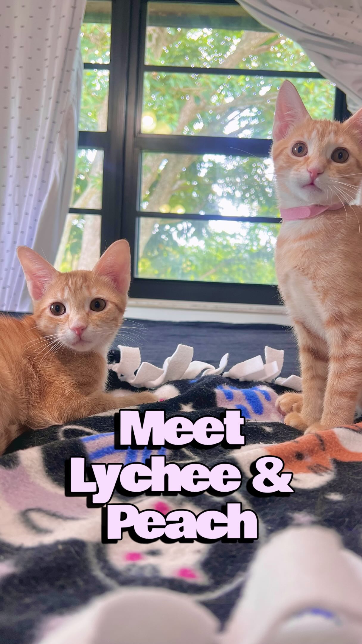 🧡 LYCHEE & PEACH ARE LOOKING FOR THEIR FOREVER HOME 🧡
These adorable 4.5-month-old sisters are playful, affectionate, and always up to something cute. Female orange tabbies are uncommon, making these girls even more special.
Whether they’re wrestling, chasing toys, or snuggling together after a long day of kitten adventures, Lychee and Peach are guaranteed to bring joy and laughter into any home.
Think these girls might be your perfect match?
📍 South Florida
🏠 Home delivery available
Apply here:
https://www.givehoperescue.org/adoptionapplication
#OrangeTabby #KittenSeason #CatRescue #BocaRatonCats #SouthFloridaCats