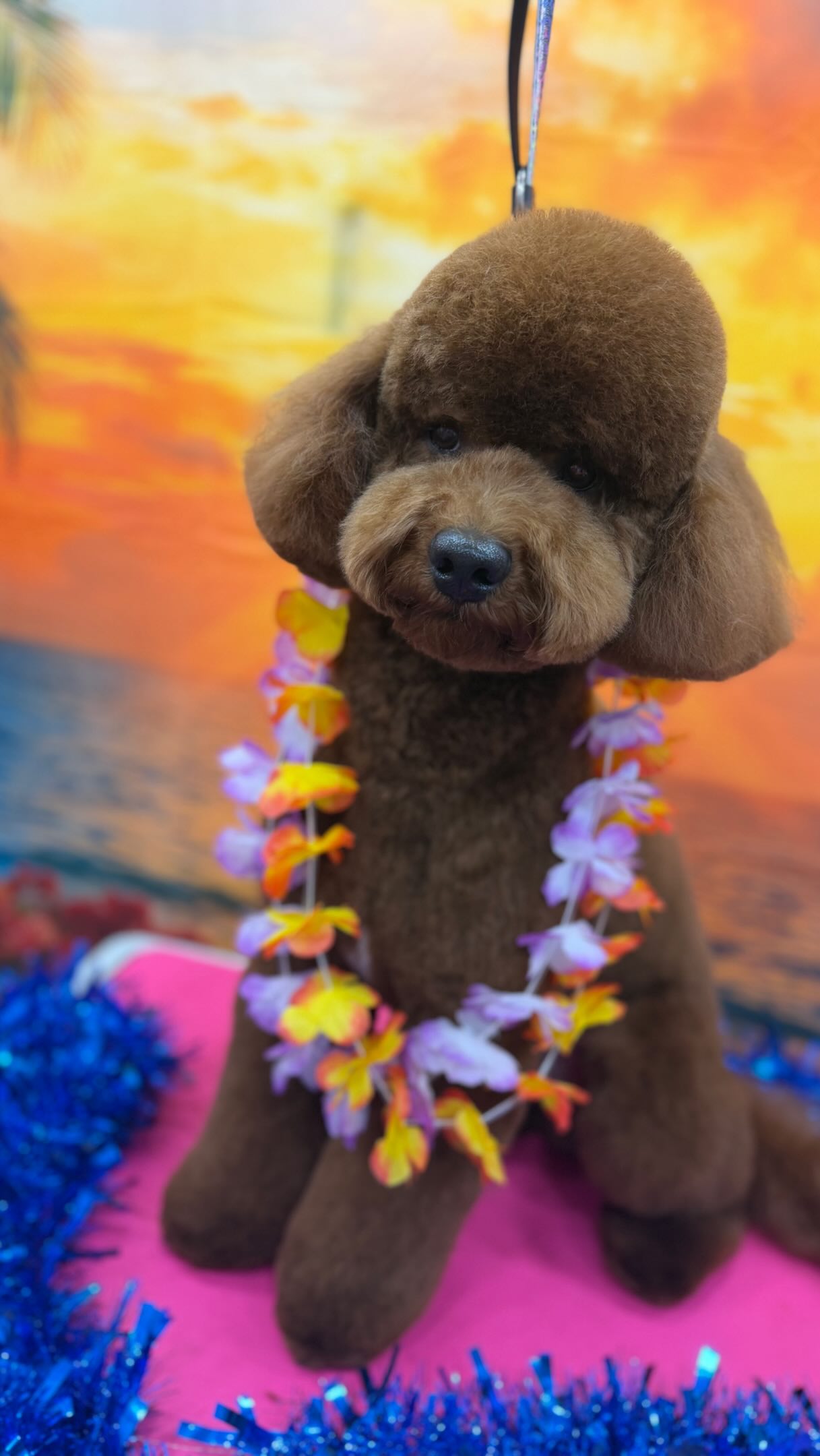 From ruff to fluff 🤩🐾🩷
#mobilegrooming #goldendoodle #positivegrooming #doggroomer #doggystyles