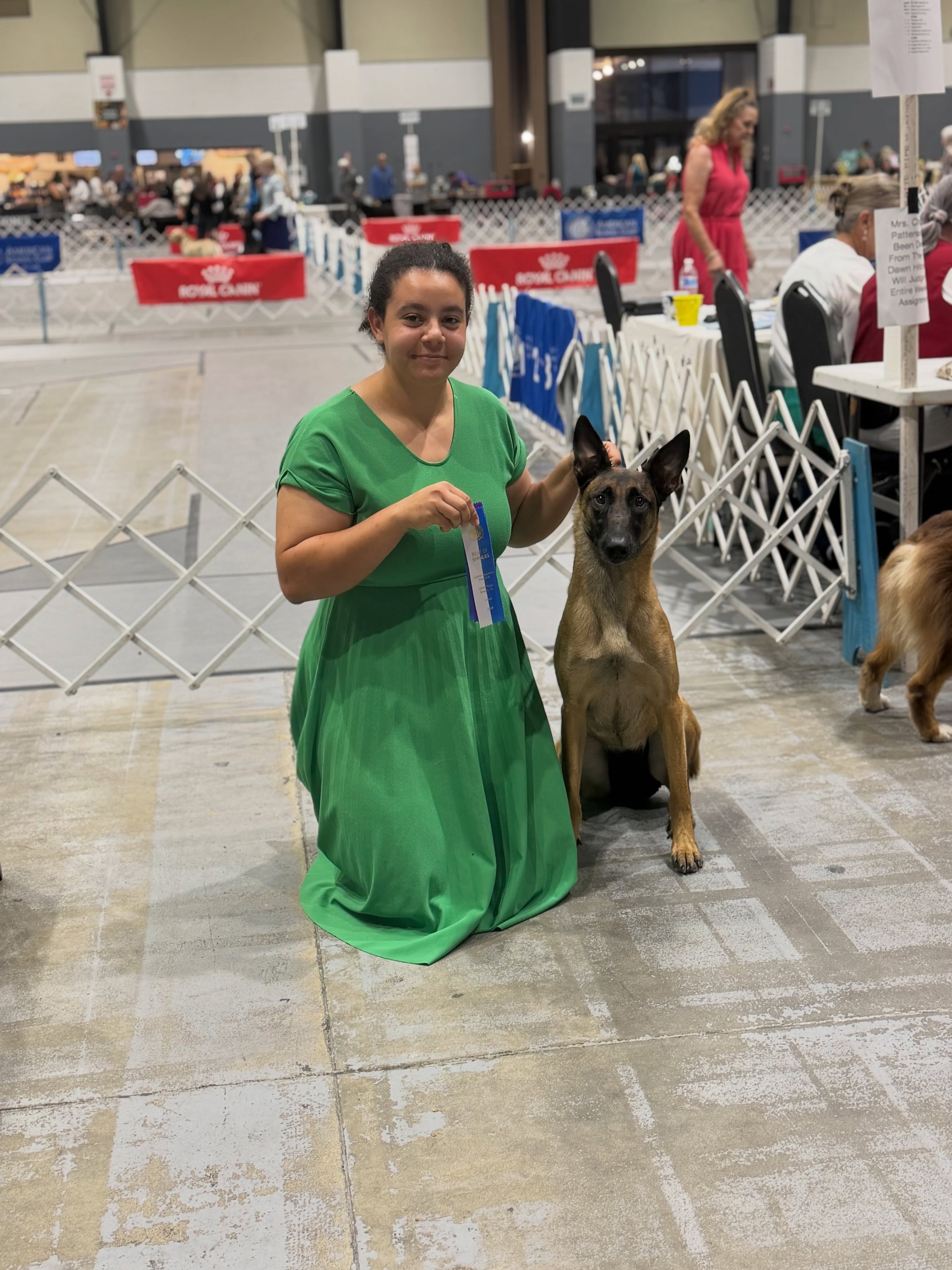 💫Jupiter-Tequesta Dog Club Show Weekend 💫
Kaiju:
• Friday - BOW & OS under Judge Nancy Bodine
• Saturday - BOW & OHBOB under Judge William Stebbins
Puff:
• Sunday - BOW under Judge Vicki Allenbrand
(Handled by his co-owner Melissa Dioguardi)
Now for a short showing break until the end of summer
•
•
#belgianmalinois #malinois #sportdog #workingdog #akc