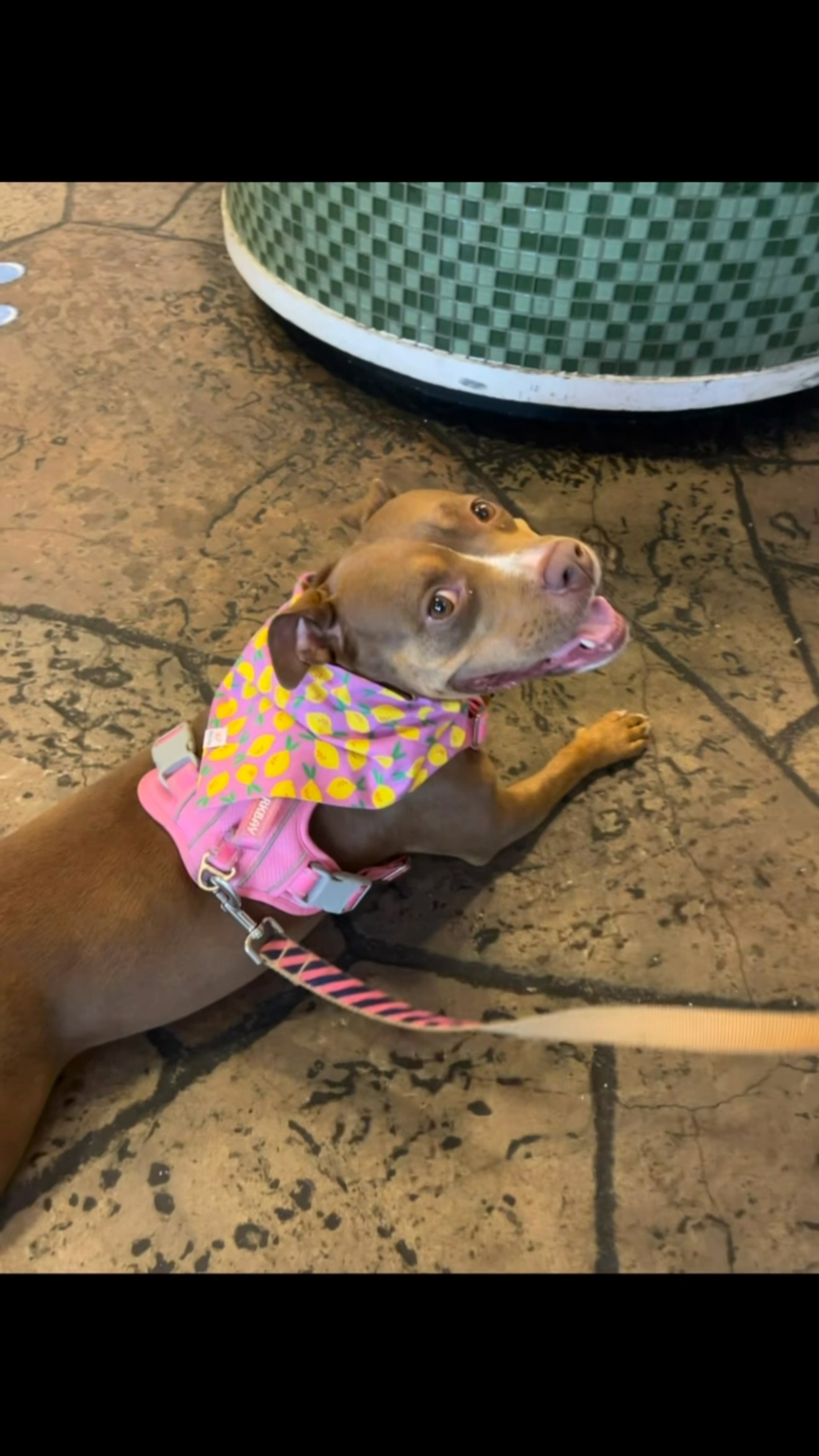 When you come in for Froyo and leave with new @fetch_mart attire, youโre basically asking for a paparazzi moment. ๐๐ฆ๐ธ
Caught looking stylish and enjoying the perfect treat!
๐ธ: Cocoa Pebbles ๐พ
#FrozenYogurt #FetchMart #FroyoLife #PaparazziPup #CocoaPebbles