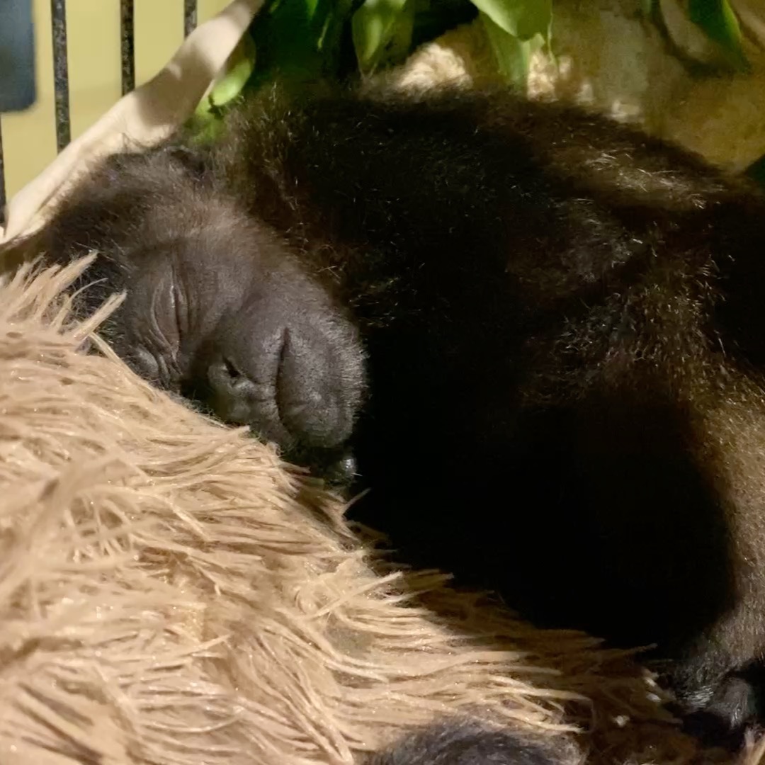 Purring, sleeping, cozy little Nuba. Sound ON to hear a purring baby monkey. Super cute. She spends her time outside during the day but at night sleeps in a cozy hammock with a heated blanket and her favorite thing in life - a fuzzy pillow and stuffed bear.
The bangs in the background are raindrops on the roof.
Melikki's is a fully licensed rescue and rehabilitation center that works under direct supervision of Primate specialists and Veterinarians.
Primates are wild animals NOT pets.
https://www.melikkis.org (link in bio)
#Morrillo #AdventureTraveler @kthg.mv #AdventurePanama #PanamaCulture #PanamaLife #PanamaWildlife #HowlerMonkey #World_Animal_Protection
#PanamaWildlifeConservation @ProyectoPrimatesPanama @Aspvoice
#TravelBetter
#SustainableTravels #EcoTourGuide
#AdventureTravelers #AdventureTraveller #AdventureTraveling
#AdventureTravelFamily #AdventureTravelFamily #FamilyTravelAdventures #FamilyTravelAdventure #AdventurePanama