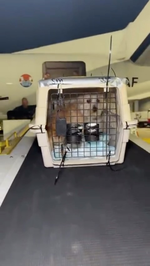 โผ๏ธLIVE FROM THE TARMAC.
What an incredible day for animal welfare.
In less than 12 hours, Wings of Rescue has transported more than 315 dogs and cats to safety aboard three lifesaving flights.
โ๏ธ Del Rio, TX@ โ Dallas โ Portland, Maine
โ๏ธ Dallas, TX โ Westchester, Maryland, and Laconia, New Hampshire
โ๏ธ Puerto Rico โ New Jersey
Tonight also marked an extraordinary milestone as JoJo became the 92,000th pet flown to safety since Wings of Rescue began this mission.
Ninety-two thousand lives. Ninety-two thousand opportunities. Ninety-two thousand reminders of what can happen when shelter partners, donors, flight crews, and supporters come together with one shared purpose.
Thank you for joining us live from the tarmac and for being part of this journey. We couldnโt do it without you.
Check out our website to learn more and follow JJโs story! LINK IN BIO
#LetTheFurFly