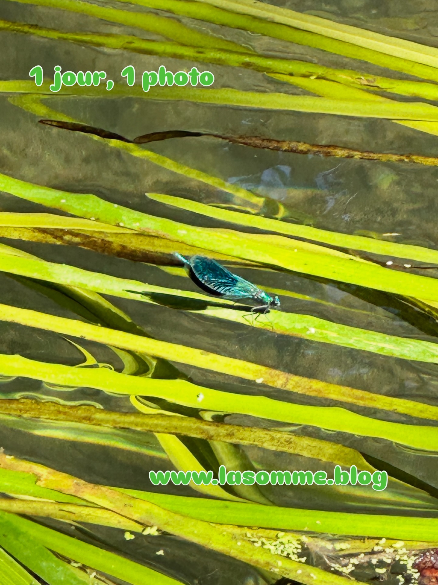 Vert et bleu. L‘Airaines à Bettencourt-Rivière 🦋 www.lasomme.blog
