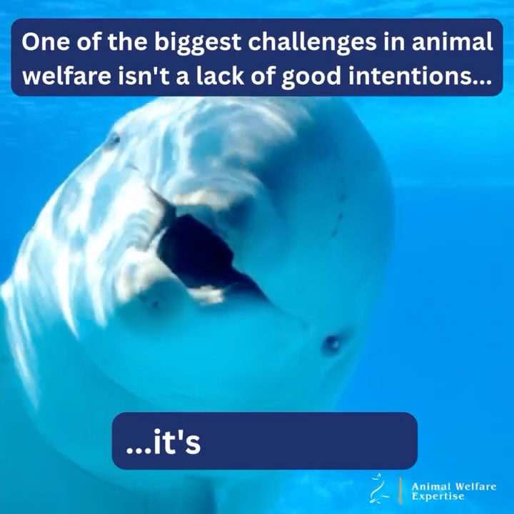 Welcome to our new followers here! We'd like to share our ethos in the hope that you'll join us on our mission to enhance animal welfare in zoos and beyond.
One of the biggest challenges in animal welfare isn't a lack of good intentions: it's uncertainty.
Every day, animal care organisations are faced with difficult decisions. We've been in the room countless times with teams facing these questions, such as:
⚠ Which interventions will create the greatest impact?
⚠ Which standards are most meaningful?
⚠ Where should limited resources be invested?
⚠ How do we know if we're actually improving welfare outcomes?
The reality is that animal welfare is a complex field, and there are rarely simple answers. However, we strongly believe complexity shouldn't be a barrier to progress, and that animal-based evidence is the way forward.
When decisions are grounded in robust research and practical expertise, organisations can move beyond assumptions and act with confidence. They can focus resources where they matter most, demonstrate impact more clearly, and make choices that genuinely improve the lives of animals.
At Animal Welfare Expertise, we believe better animal welfare starts with better decisions. And not because evidence is an end in itself - we don't advocate for endless data collection - but because confidence, clarity and informed action are what ultimately drive meaningful change for animals.
Feel free to explore our collaborations on our website or get in touch to discuss ideas.