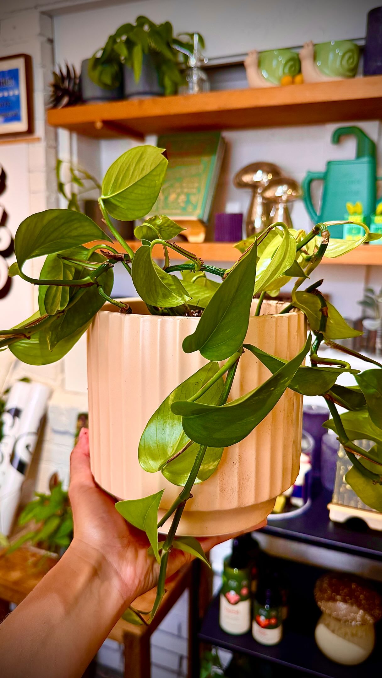 Pick a pot - Pick a plant - Plant using our soil on site!