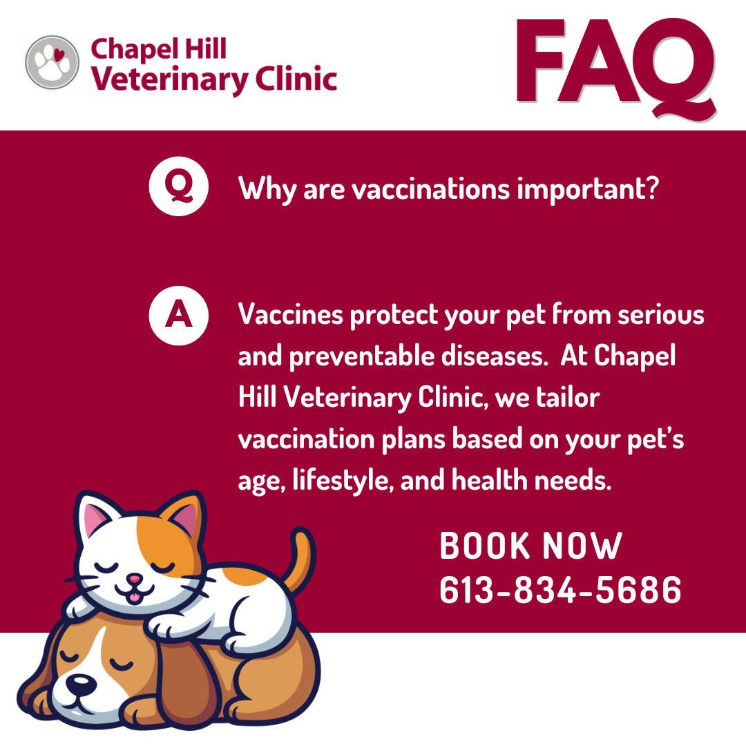 ❓ Protecting your pet starts with prevention 🐾
Vaccinations play a key role in keeping your dog or cat safe from serious, preventable diseases 🐶🐱 At Chapel Hill Veterinary Clinic, we personalize every vaccine plan based on your pet’s unique needs, lifestyle, and stage of life.
A little prevention today helps ensure a healthier tomorrow 💙