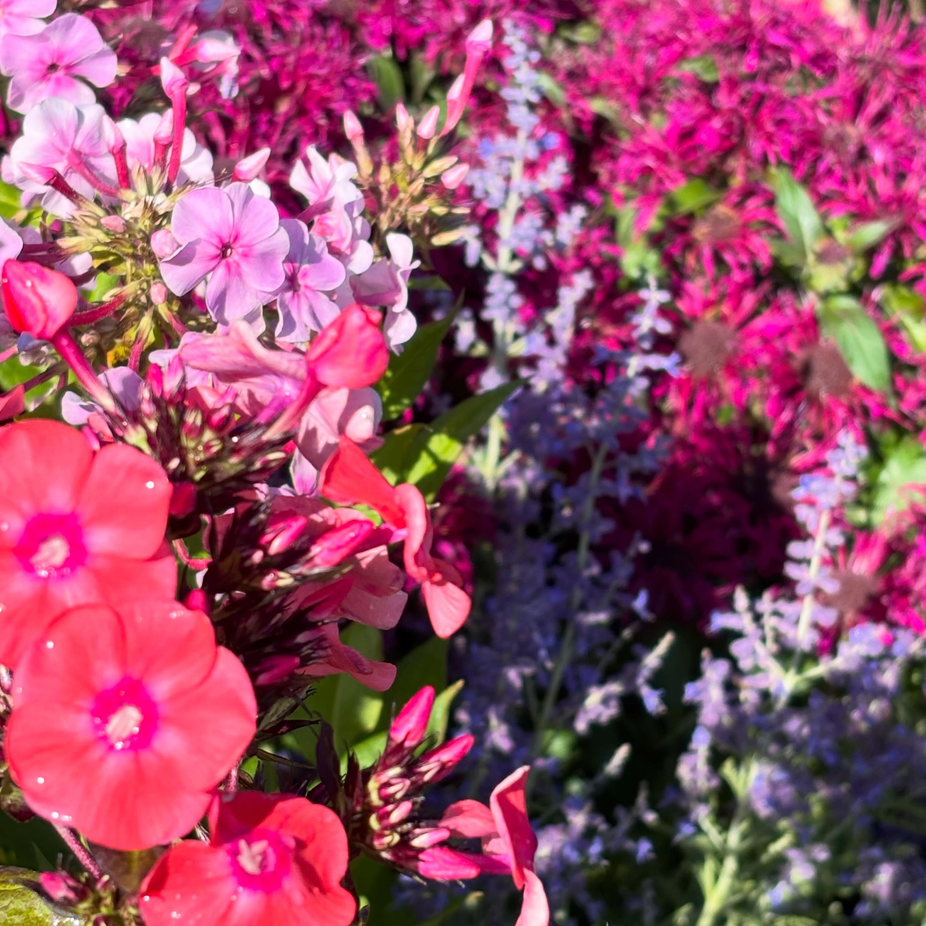 These sun loving perennials were showing off this morning!
#roundtreefarmgreenhouse #perennials
