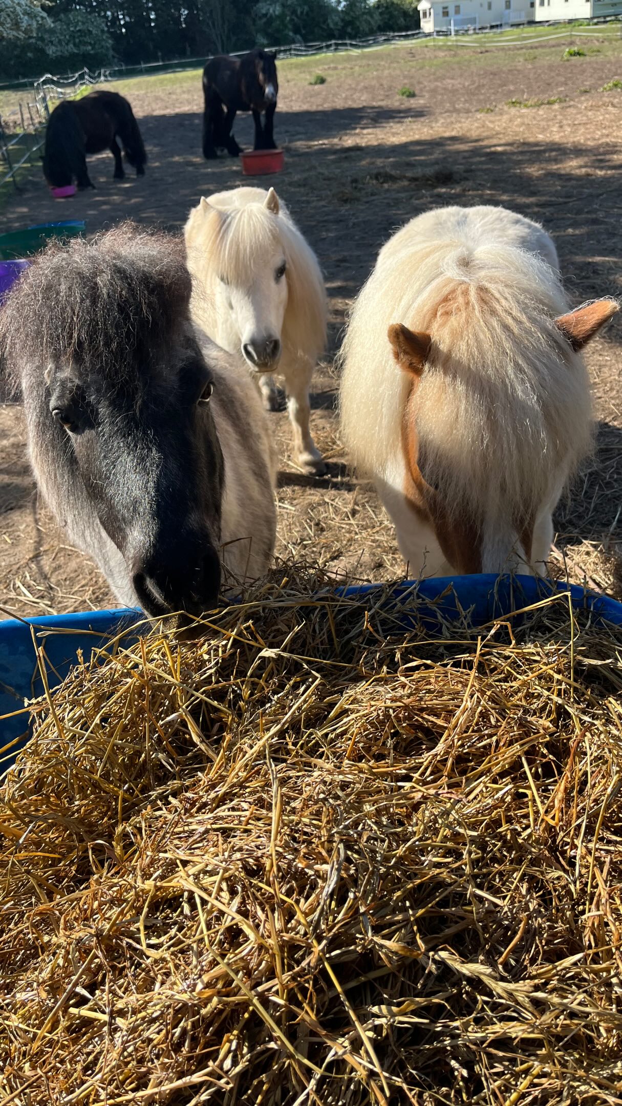 Tomorrow, Dina and I will be welcoming people to the Fire Horse Retreat at @TheWayOfTheHorse
What I love about these days is that there is nothing you need to know, achieve or become before you arrive.
You simply spend time with horses.
Not riding them. Not training them. Just being with them and noticing what happens.
Horses have an incredible way of reflecting things back to us. They notice when we’re distracted, rushing, worried, trying too hard or not listening to ourselves. They also notice when we slow down, breathe and become present.
Every retreat is different because every group is different. The horses always seem to meet people exactly where they are.
If you’ve ever been curious about spending time with horses in a different way, we’d love to welcome you.
The August retreat dates are now available and you can find more information here:
https://www.thewayofthehorse.co.uk/
Perhaps we’ll see you there.
Anna & Dina 🐴❤️
#TheWayOfTheHorse #FireHorseRetreat #HorseWisdom #EquineLearning #HorseHumanConnection ListeningBeyondWords