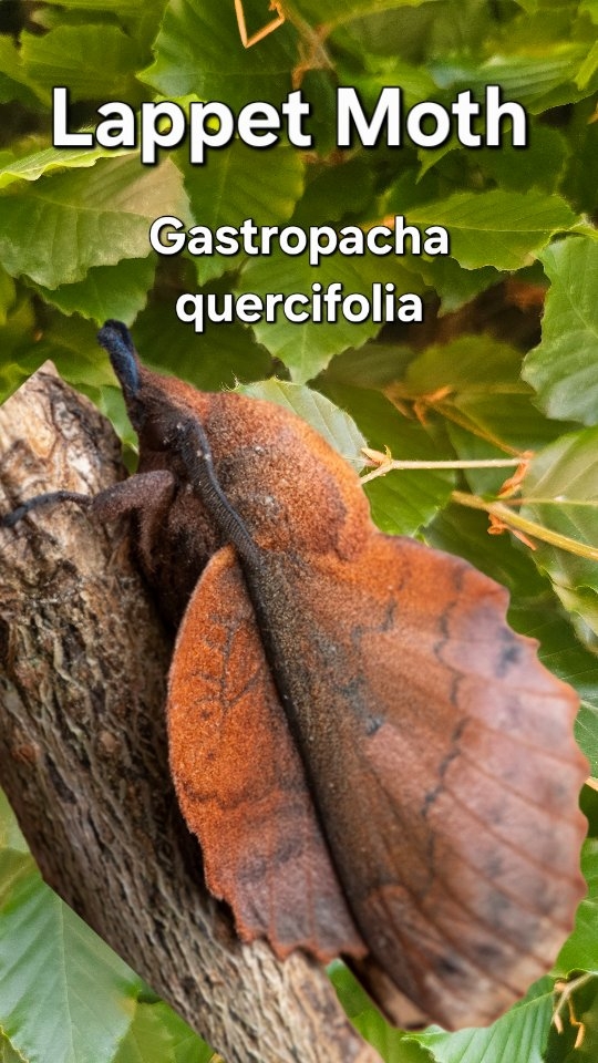 Do you have a favourite Moth??
One of mine is The Lappet. A master of camoflage and as adults, incapable of feeding. They have a wingspan of up to 84mm!
The Caterpullars can be found from August until the following May when they pupate on the ground in a tough cocoon.
What an incredible insect for #insectweek
@ash_whiffin @savebutterflies @hampshire_iow_butterflies @the_buzz_club @moths.uk @chrisgpackham2 @meganmccubbinwild