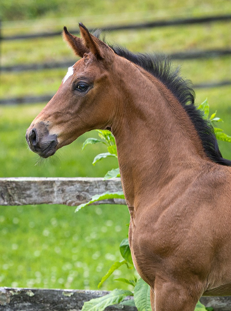 Can't get enough of the expression on this coltโ๐๐๐ ๐๐ง๐๐๐ฆ๐ฆ ๐ค๐ by Lowlands OLD, out of Elite Mare Fabienne QC (Franziskus FRH x Royal Classic). Look of eagles ๐ฆ
#quanticosporthorses #breedingwithapurpose #lowlandsstallion #foalsof2026 #hanoverian