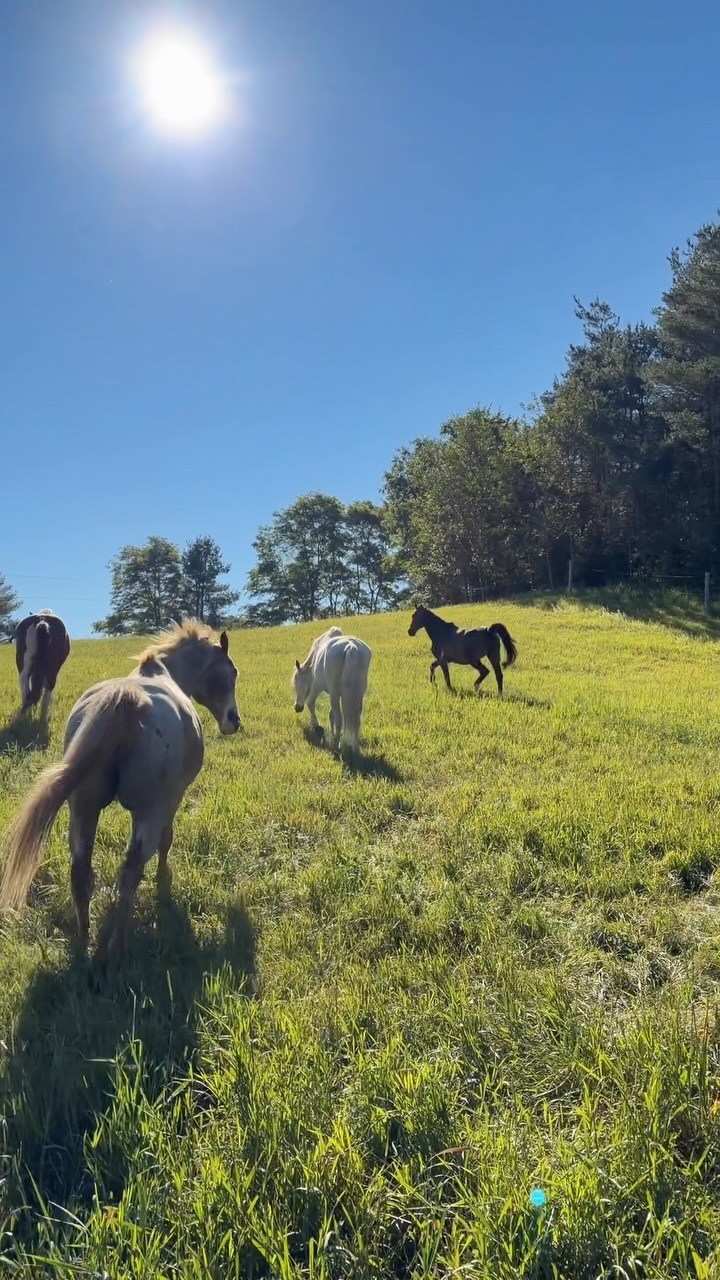 Simple moments of them enjoying the pasture
#horse #pasture #horsehealth #horsewellness #wellness