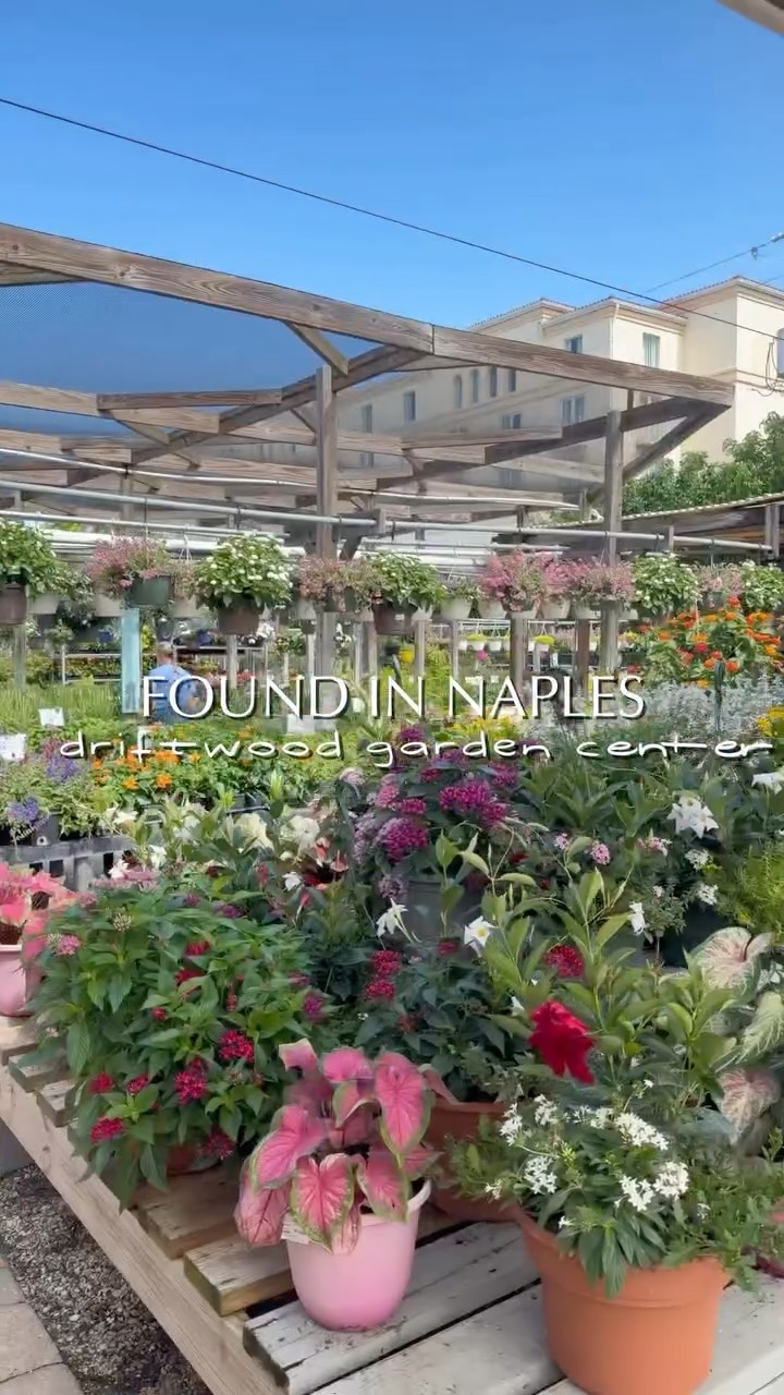 FOUND IN NAPLES @driftwood_garden_center 🌿
This time we’re visiting one of Naples’ most iconic local businesses—Driftwood Garden Center & Florist. From beautiful plants and florals to home décor and endless inspiration, it’s so much more than just a nursery.
Be sure to stop by and experience it for yourself:
📍 5051 Tamiami Trail N, Naples, FL 34103
A big thank you to Olivia, Janet, and the entire Driftwood team for showing us around. And stay tuned… next we’ll show you how they helped us transform the planters outside HOME And Salvage! 🌸
#naplesflorida #shoplocal #supportlocal #garden #swfl