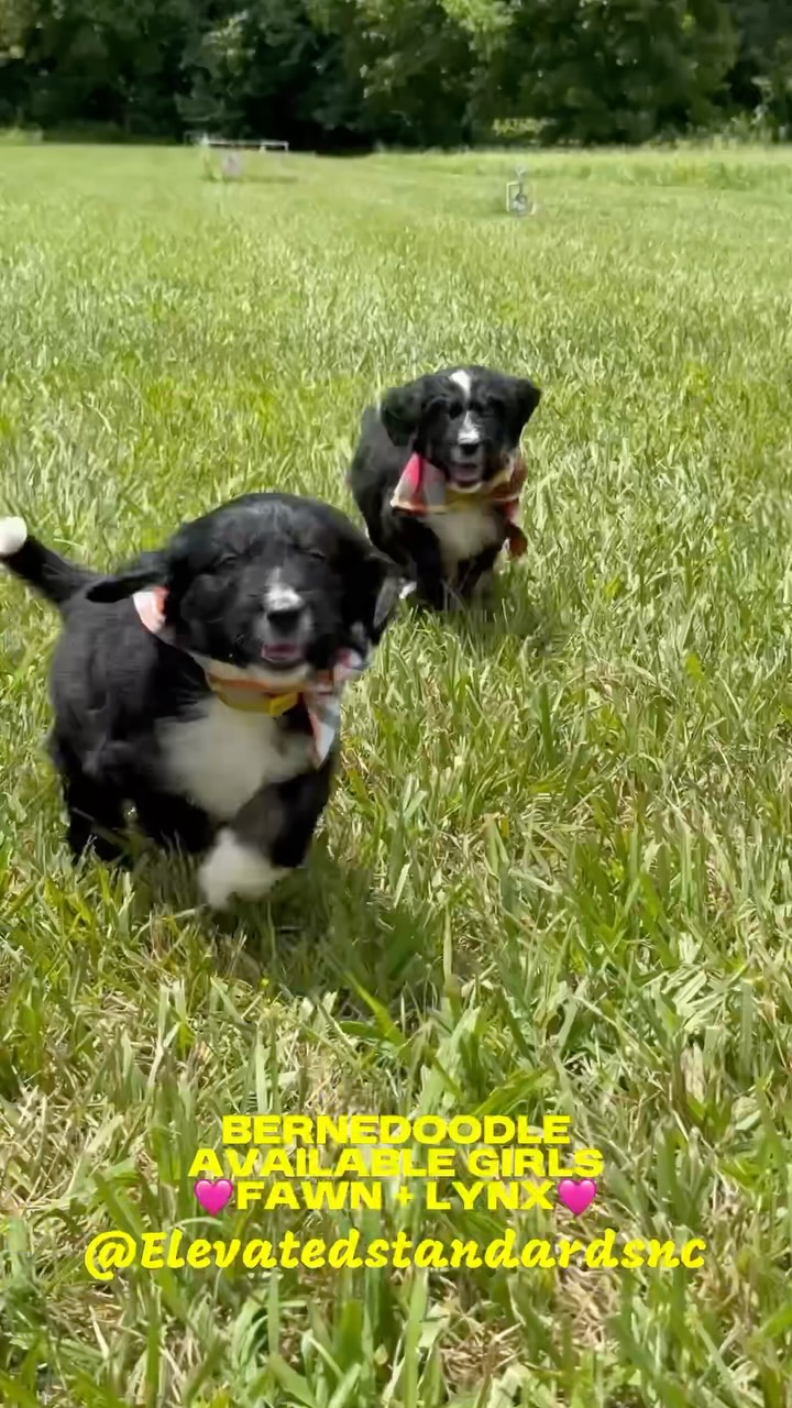 Our beautiful Bernedoodle pups are beginning to go home this week🥹 how is it possible? We still have these two beautiful females available @elevatedstandardsnc 🩷 #bernedoodlepuppy #bernedoodlesofinstagram #bernedoodle