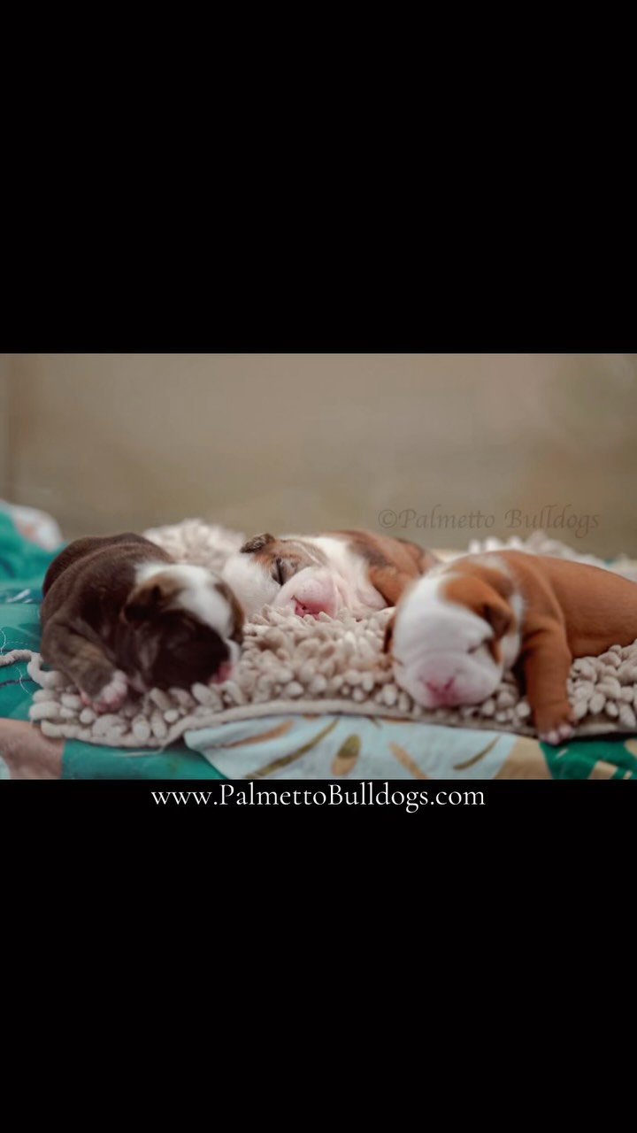 Guess who is 2 weeks old?! #palmettobulldogs #puppy #bulldog #englishbulldog #love