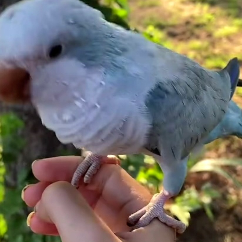 Baby Quaker bird! :)