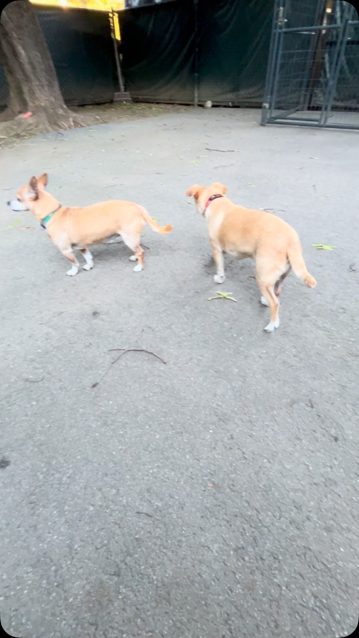 Timmy and Elmer 😁🐶🐶