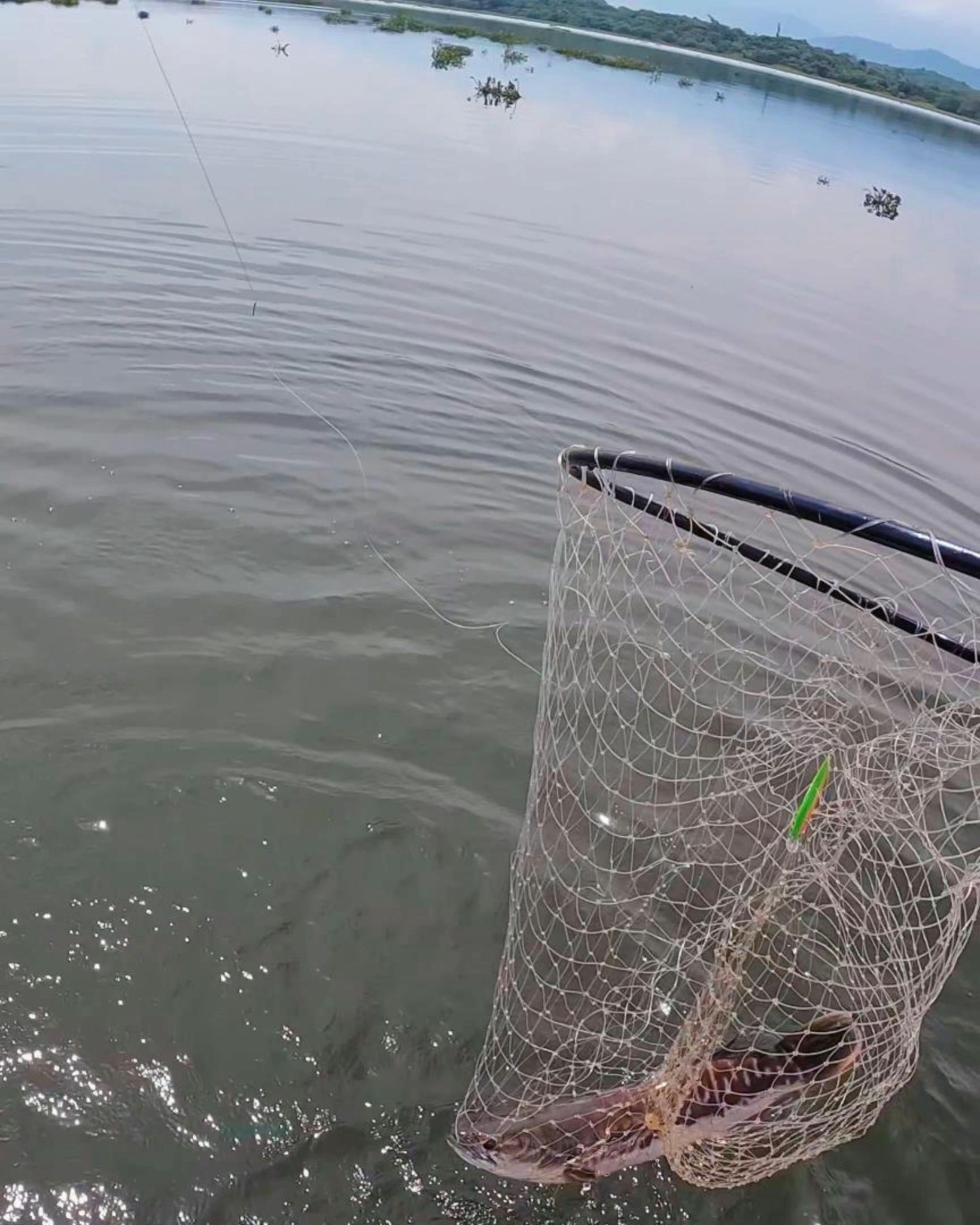 Properly landed this giant snakehead on a medium setup! Sight-casting is the key—wait for the fish to come up for air, make an accurate cast with your crankbait, then be patient. The bite will come.
Visit our website for more informations on our fishing trip - https://www.hardworkingangler.com
#peacockbassfishingguidemalaysia #hardworkingangler #toman #giantsnakehead #peacockbass #visitmalaysia