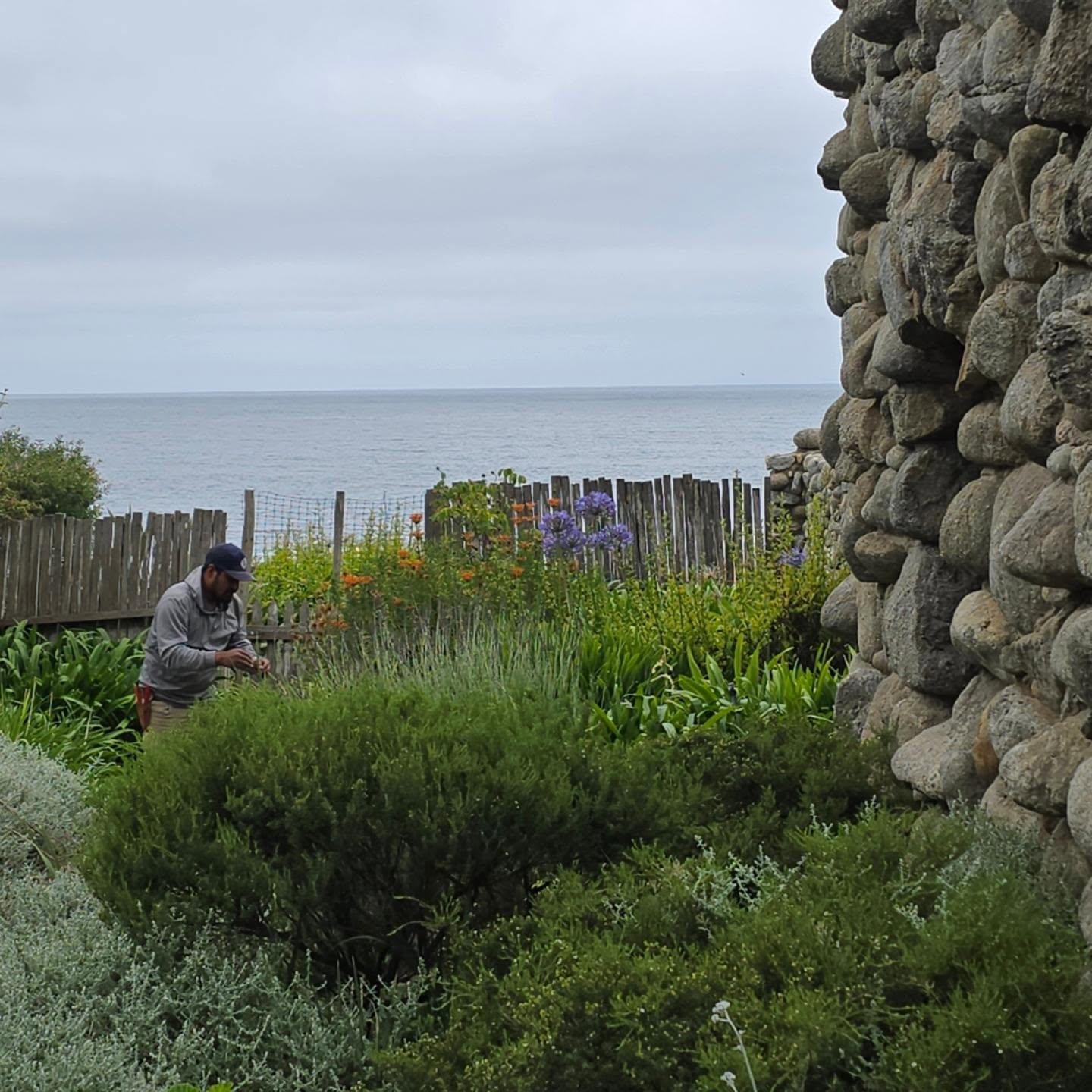 Beyond designing and installing world-class gardens, we also maintain them. The #TorHouse is a National Historic Landmark in #Carmel California handbuilt by the American poet #RobinsonJeffers.
#CarmelPointLandscapes
#DetailGardenMaintenance