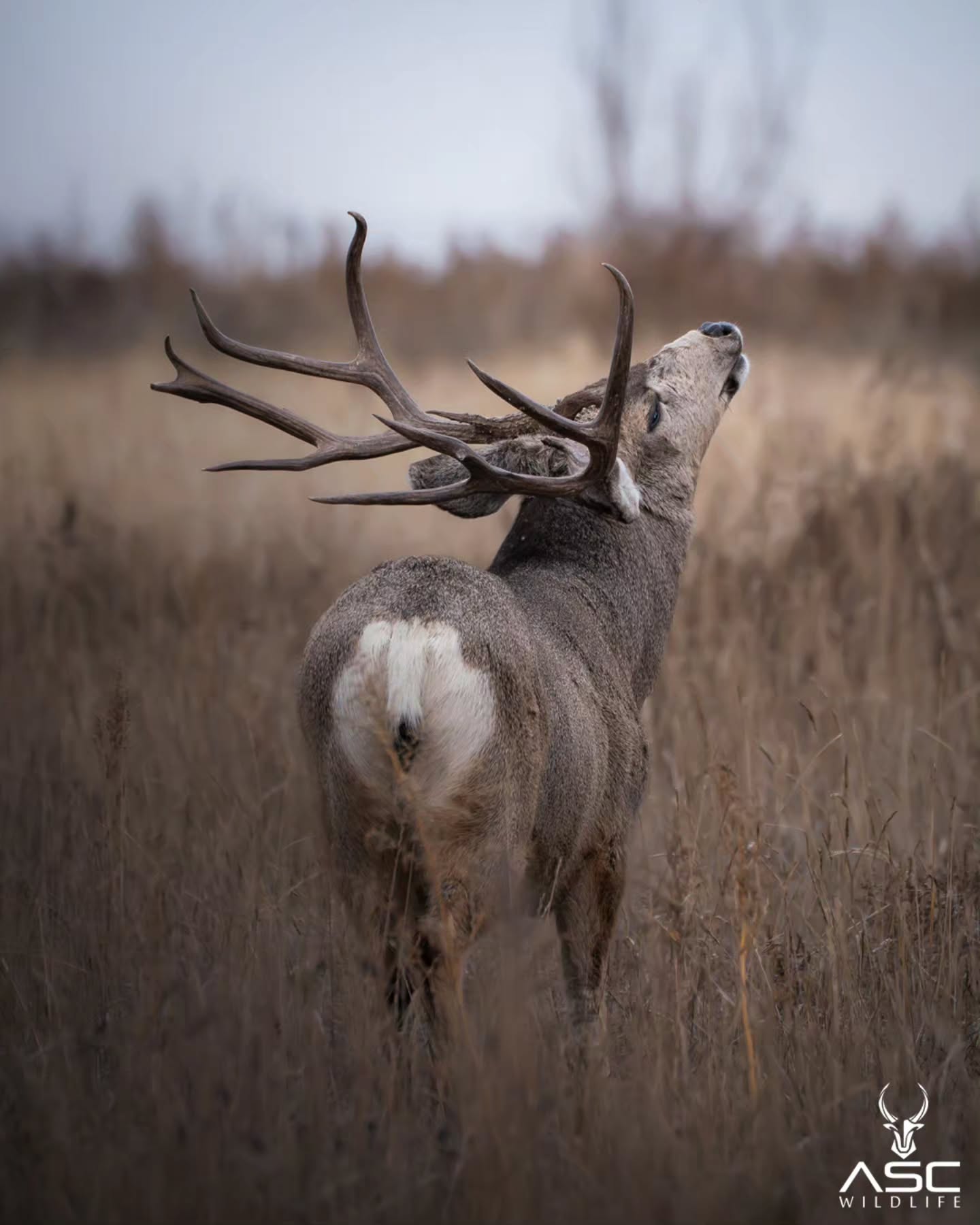 Large mule deer on a sent of something good during the rut last year. This was the deer I call "Pitchfork" amazing time spent with him.
Photography by @ascwildlife
.
.
.
#wildlifephotography #muledeer #colorado