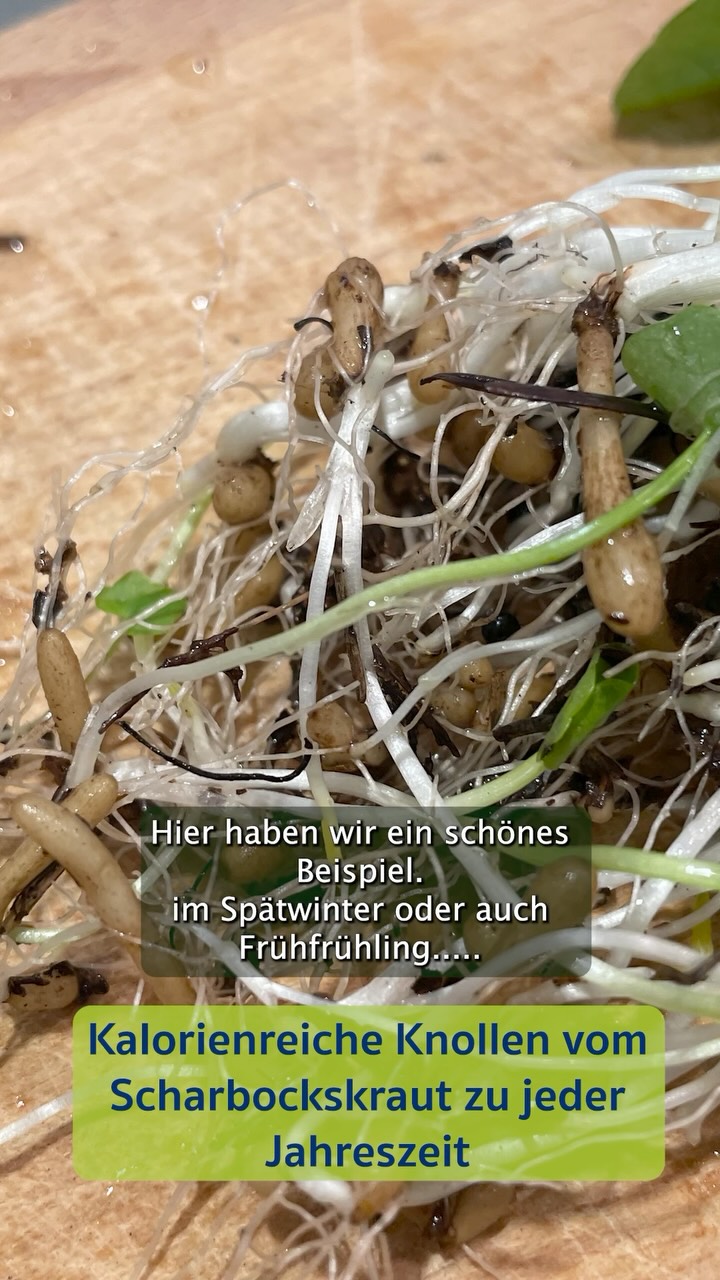 SCHARBOCKSKRAUT-KNOLLEN 🌱🥔- Der perfekte Survivalfood !!!!
Das Scharbockskraut ist ein Frühlings-Geophyt, d.h. es treibt im Wald bereits im Spätwinter aus, wenn vor dem Laubbaum-Austrieb noch viel Sonne den Boden erreicht. Es betreibt dann viel Photosynthese und lagert die Nährstoffe (ähnlich wie die Kartoffel) in unterirdische Speicherknollen ein. Bereits ab Spätfrühling verwelken die oberirdischen Pflanzenteile und bis zum nächsten Spätwinter überdauert die Pflanze in seinen unterirdischen Organen. Die unterirdischen Speicherknollen können auch kulinarisch genutzt werden und diese sind durch den hohen Stärkegehalt auch ein perfekter Survivalfood.
Wenn das Scharbockskraut frisch austreibt, sind die Knollen allerdings leer und ausgelaugt. Erst im Verlaufe des Frühlings wird wieder Stärke eingelagert. Doch ab der Blütezeit (meist März / April) wird die Pflanze wegen dem steigenden Protoanemonin-Gehalt giftig. Doch das Gute ist: Dieser Stoff wird durch Erhitzen abgebaut, so dass die prall gefüllten Knollen ab Spätfrühling durch 5min im Wasser kochen oder Anbraten gefahrlos konsumiert werden können.
Auch wenn im Sommer, Herbst oder Winter, d.h. dann die oberirdischen Teile der Pflanze fehlen, kann man die Knollen ausgraben, sofern man die Standorte kennt (bzw. man sich diese im Frühling gemerkt hat)
wilde Grüsse 🌱
David
#scharbockskraut #survial #survivalfood