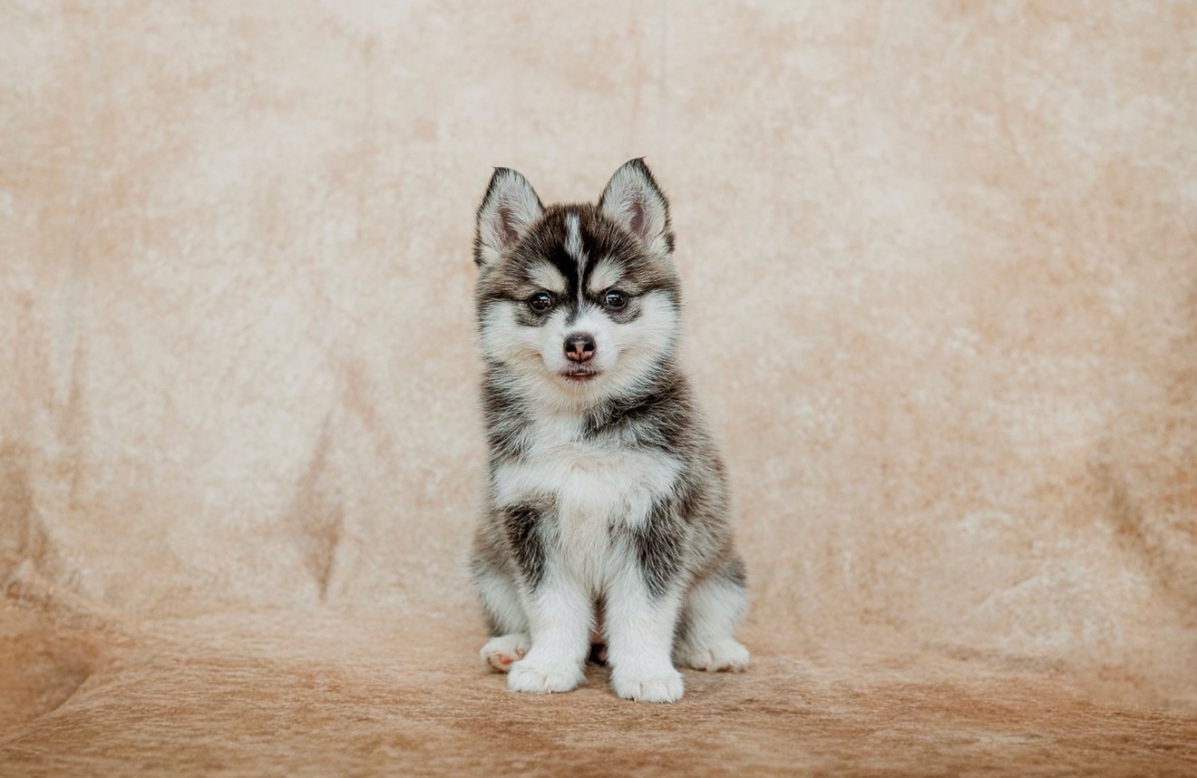 Happy Sundae 🍨
Ice Cream Pups 7 Week Pupdate!
The smile says it all about this little girl 🩷🩷🩷
#pomskypuppy #sundae #happysundae #pomskybreederuk #puppyphotography