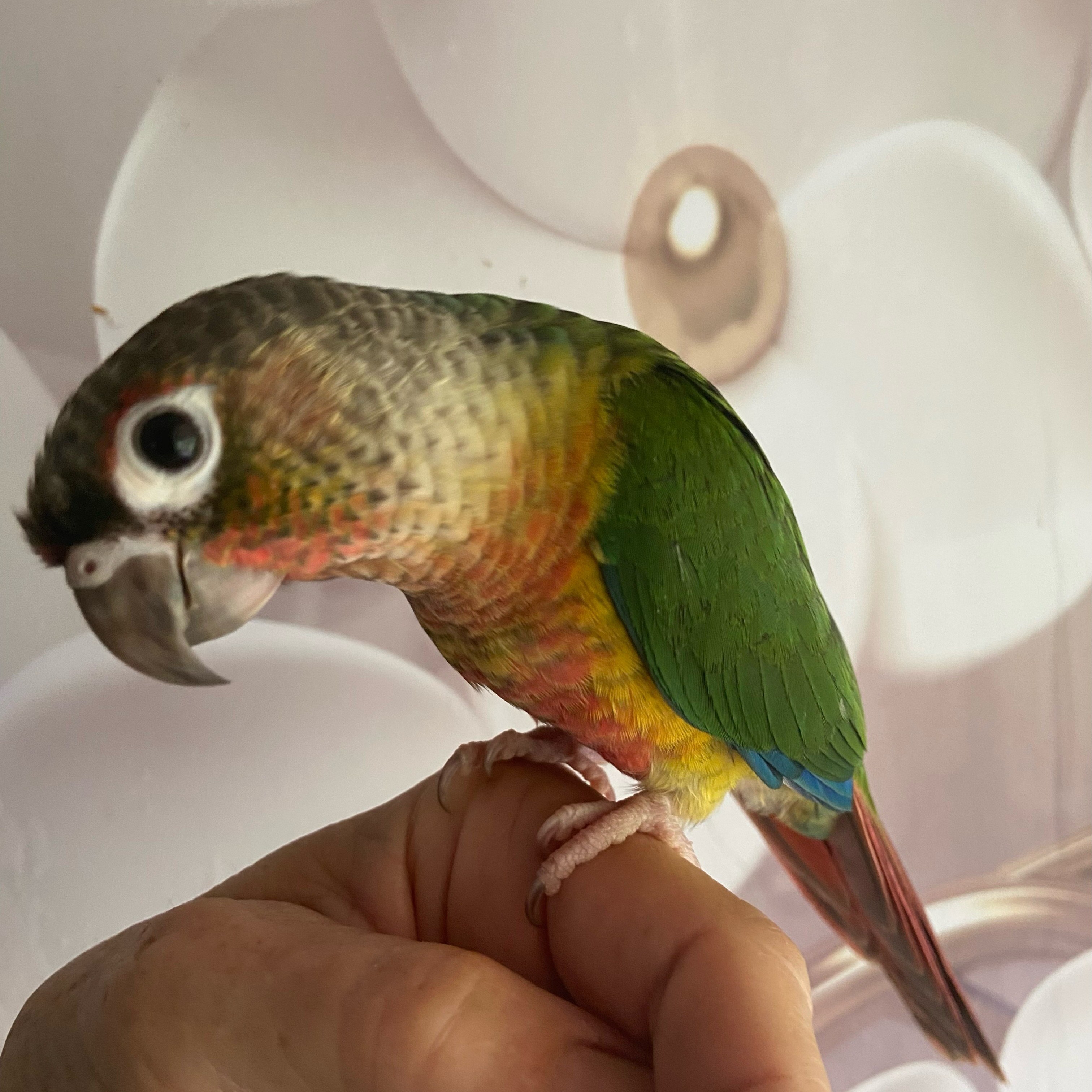This is Maui! This baby Yellow Sided Green Cheek Conure is available now! :) if interested send me a message or click on the website on our bio.
