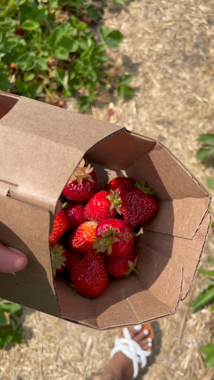 It’s officially summer and that means it’s strawberry picking season in Ontario. We headed to @organicsfamilyfarm to pick our own organic strawberries.
It was HOT AS HELL, but despite the heat we had an amazing time. We got a good haul of strawberries and they were so fresh and juicy!
We’ll definitely be back in fall for apple picking season!
#StrawberryPicking #StrawberrySeason #FarmLife #FamilyFun