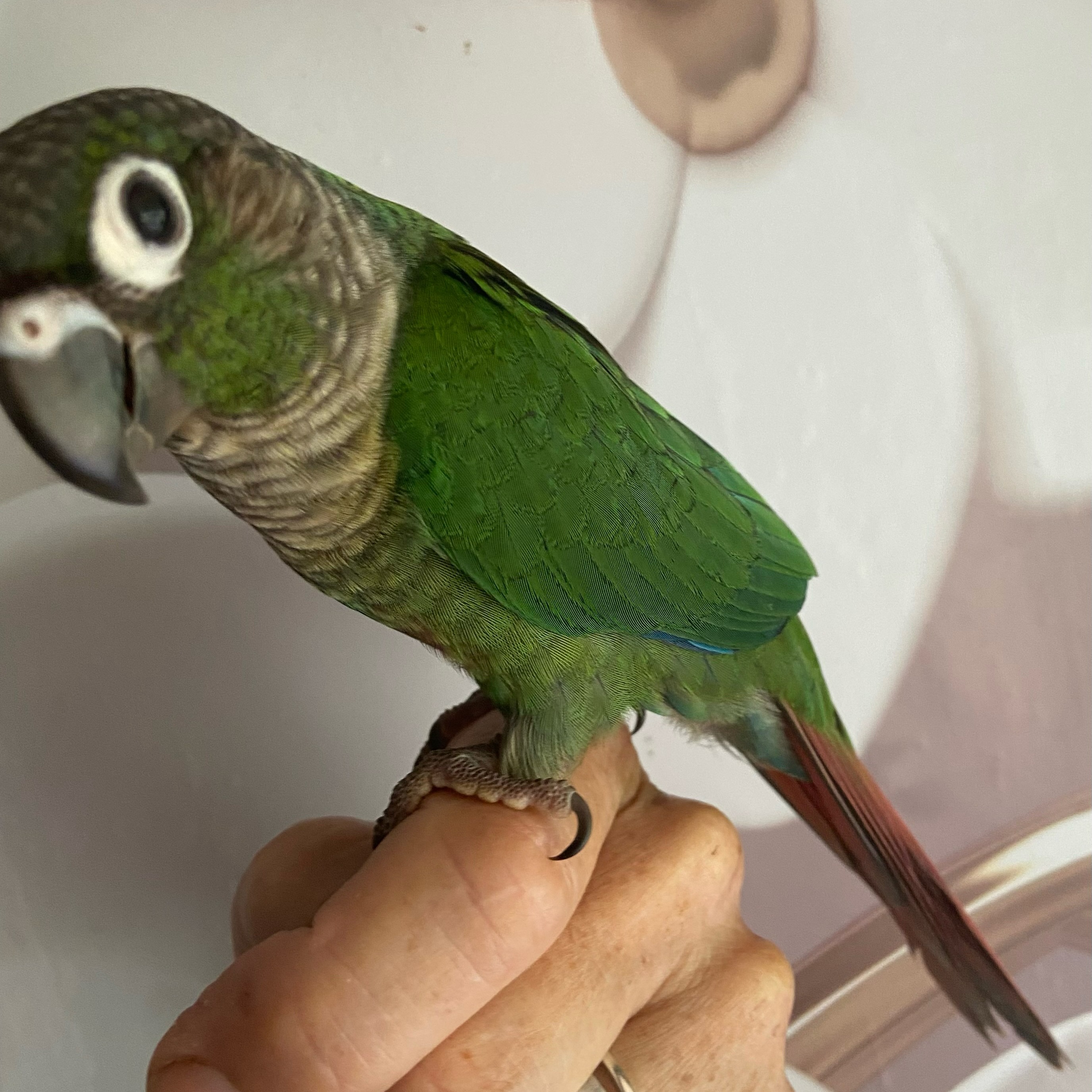This is Mochi! This baby Green Cheek Conure is available now! :) if interested send me a message or click on the website on our bio.