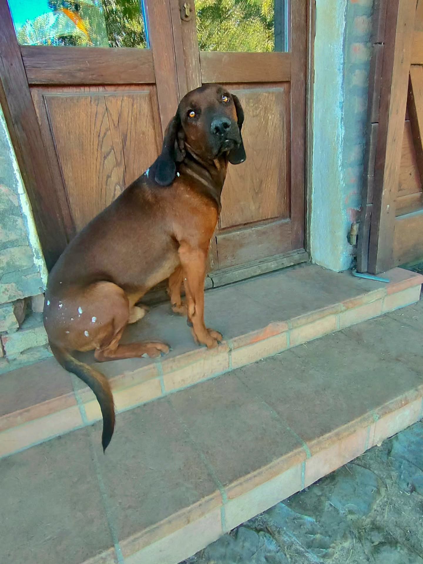 C'è chi aiuta a tinteggiare... e chi poi sfoggia con orgoglio qualche macchia di vernice sul mantello😅🐾
Quando ci sono lavori da fare, lui è sempre presente.
Che si tratti di controllare, osservare o supervisionare ogni dettaglio, il papà della nostra cucciolata è convinto che nessuna attività possa essere svolta senza il suo prezioso aiuto.
Durante gli ultimi lavori di pittura ha deciso di partecipare attivamente. Il risultato? Qualche simpatica macchia bianca sul mantello che racconta perfettamente il suo entusiasmo😅
Per fortuna il colore andrà via.
Il suo spirito curioso, affettuoso e sempre presente invece resterà lo stesso.
E noi lo amiamo proprio per questo❤️🐾
Er wollte doch nur helfen...🎨🐾
Wenn irgendwo gearbeitet wird, ist er garantiert mit dabei.
Ob kontrollieren, beobachten oder die Arbeiten persönlich beaufsichtigen – der Vater unseres aktuellen Wurfes ist fest davon überzeugt, dass ohne seine Unterstützung nichts richtig funktioniert.
Bei den letzten Streicharbeiten wollte er natürlich ebenfalls tatkräftig mithelfen. Das Ergebnis sind einige weiße Farbspritzer im Fell, die heute noch von seinem Engagement erzählen😅
Zum Glück verschwindet die Farbe wieder.
Sein neugieriges Wesen, seine Freundlichkeit und sein Wunsch, immer mittendrin zu sein, bleiben dagegen bestehen.
Und genau dafür lieben wir ihn❤️🐾
#LePuledraieDiSterpeti #BayerischerGebirgsschweisshund #BayerischerGebirgsschweißhund #SegugioBavareseDaMontagna #BGS BavarianMountainScentHound DogLife WorkingDog FarmDog CountryDog Hundeleben Hundealltag Welpenvater DogDad DogLover DogsOfInstagram NatureDog Landleben Maremma MaremmaToscana Toscana Tuscany TuscanyLife FarmLife DolceVita Hundeglück AufDemLand CaniFelici VitaInCampagna