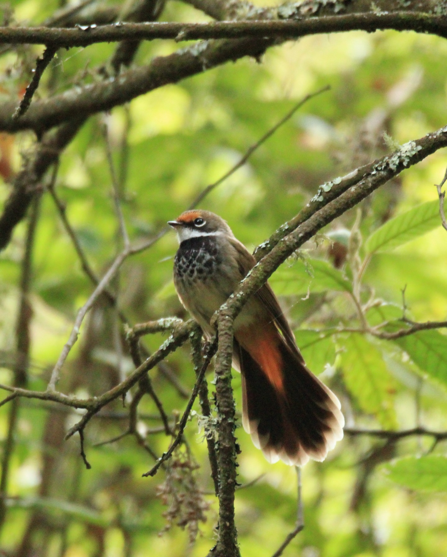 Are you a ‘fan’ of Prom Coast Ecolink?
We mean that literally - the Rufous Fantail is one of the most delightful little characters you’ll encounter along the rainforest-to-coast biolink we’re working to identify and connect.
This tiny, tail-fanning beauty depends on healthy, connected habitat such as this spot on the Hoddle Range.
We’re volunteer-led and every dollar donated is tax-deductible. If you’d like to support this work, we’d love your help. 🧡
Link in bio to donate.
📷 by the ever-talented @fishcreek_photography