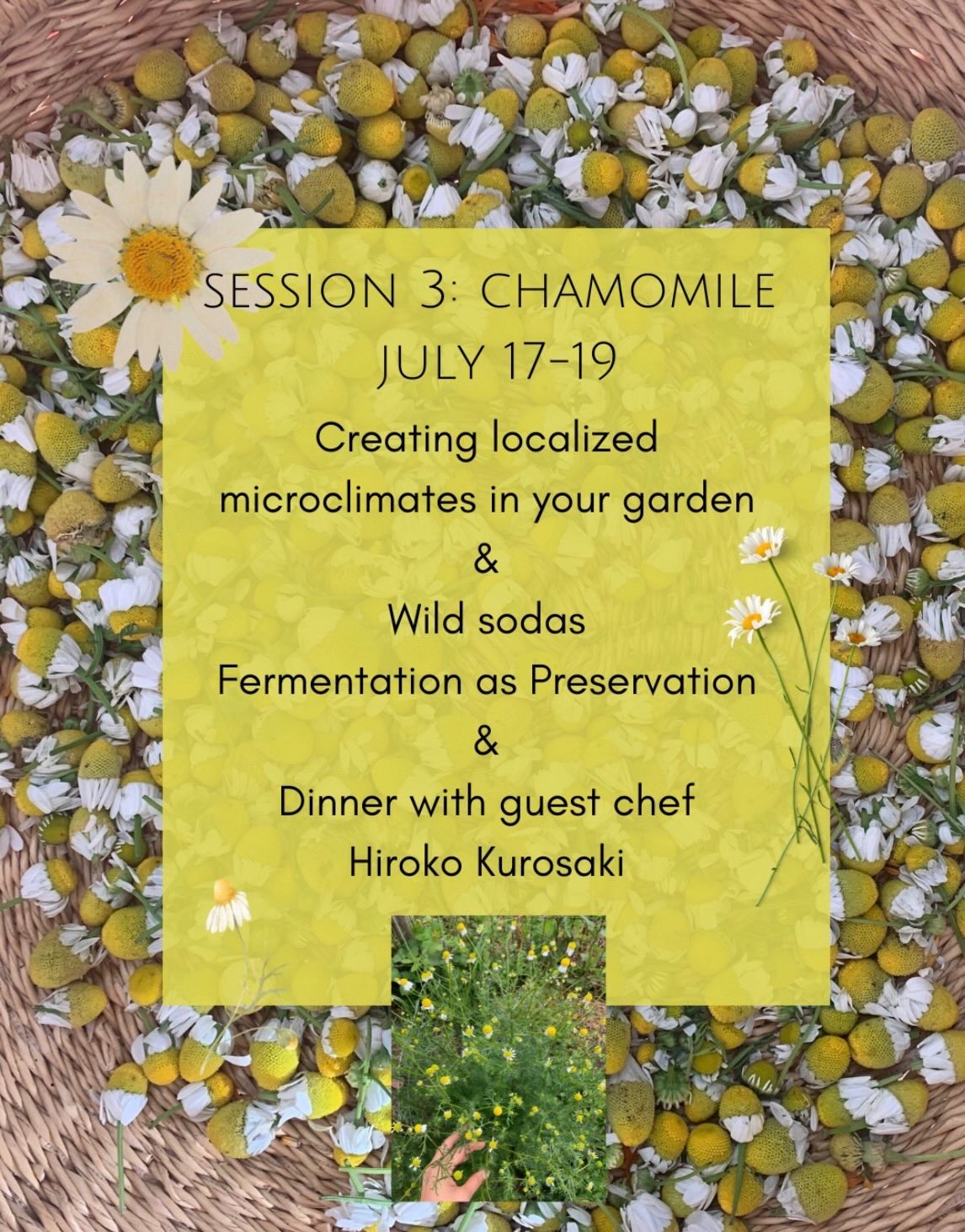 Summer is officially here and we’re readying the land for our next gathering. Come be held by the spirit of chamomile, learn all about creating microclimates in the garden, and do a deep dive into fermentation.
We’ll be making sauerkraut, wild sodas, and eating the beautiful food of @hiroko.kurosaki.94
These gatherings are intimate and sweet and only getting sweeter!
We have availability for our July Seed to Bottle weekend from July 17th through 19th. Come join us!
Tickets available ✨
Link in bio 🔗